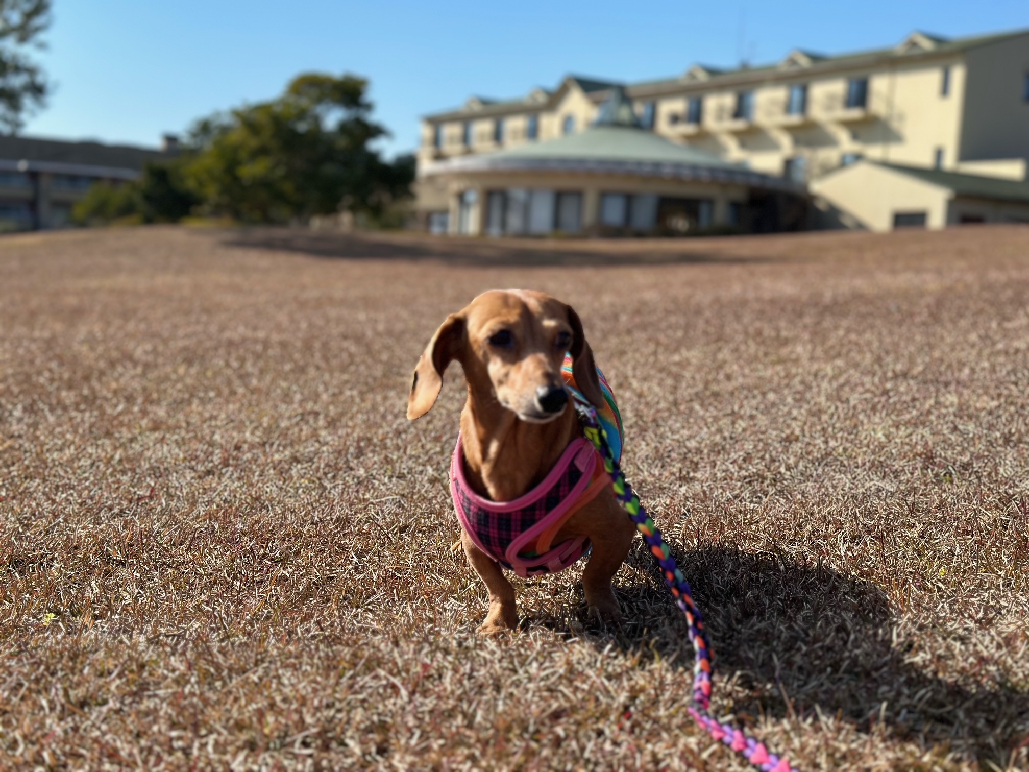 鈴木ミニーちゃん♀