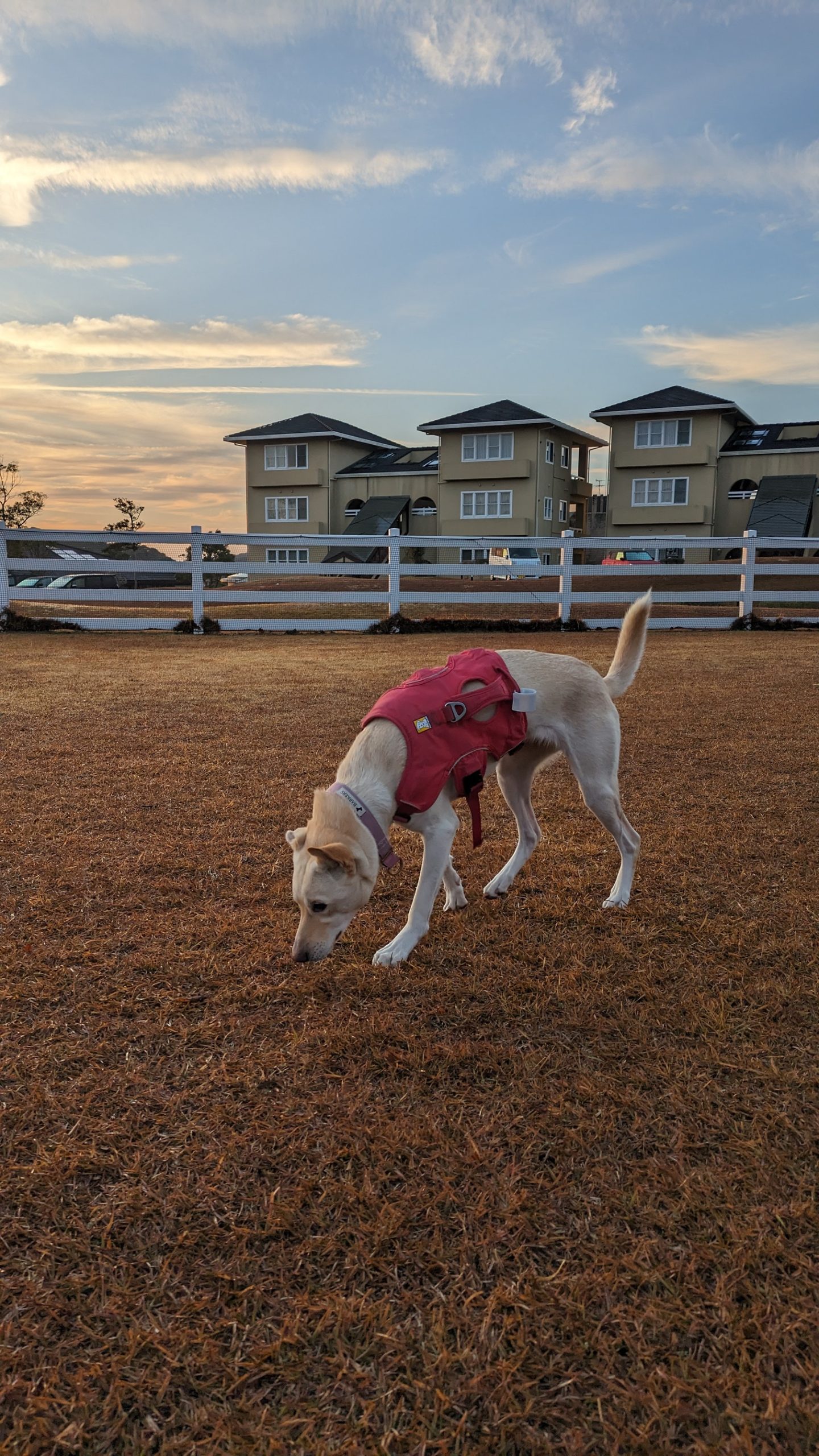 クララちゃん♀