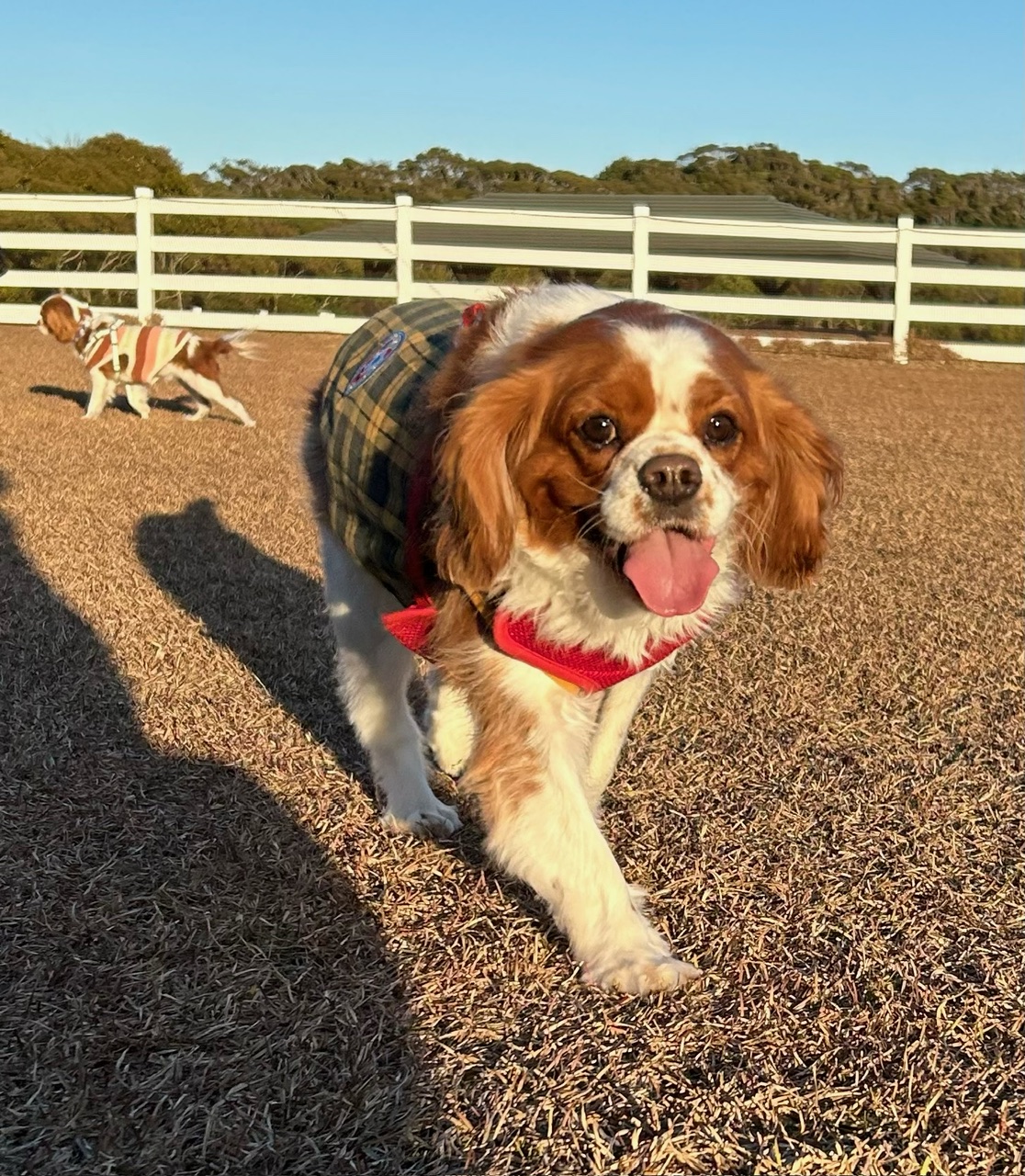 こたろうくん♂