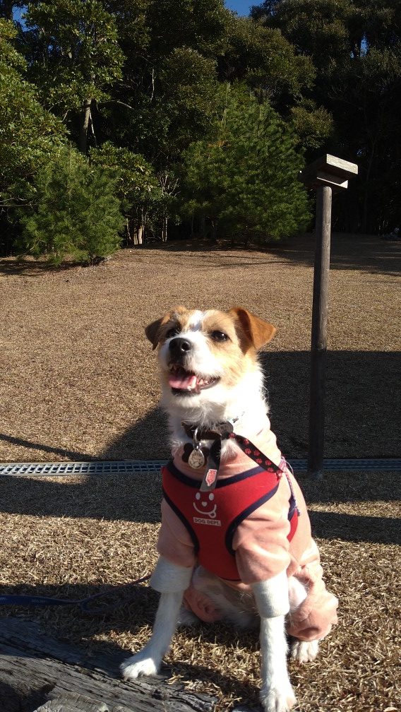 ミーティスちゃん♀