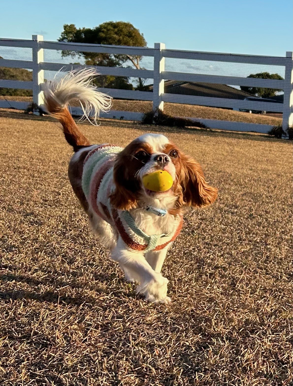 ケンケンくん♂