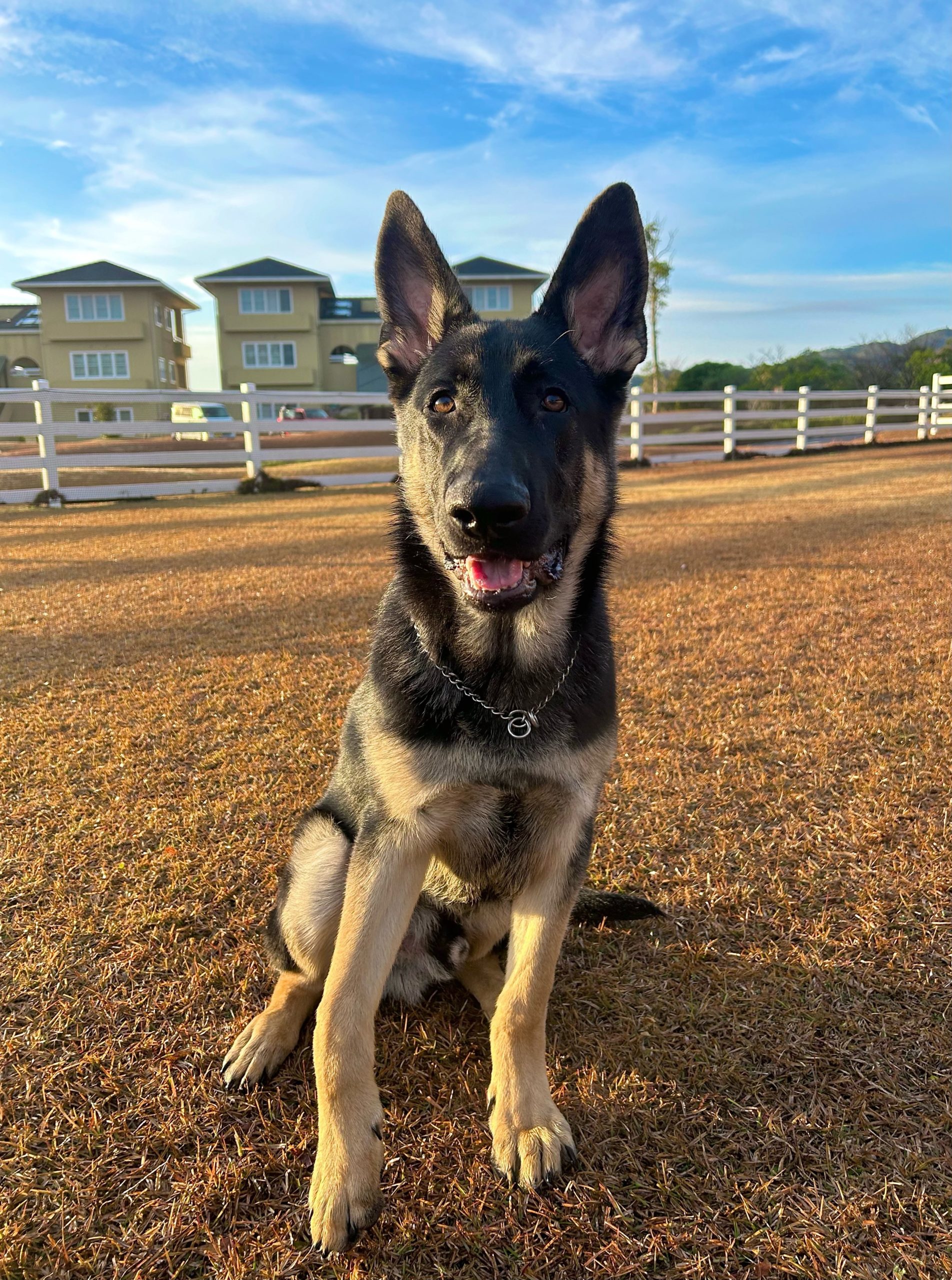 アルフレッドくん♂