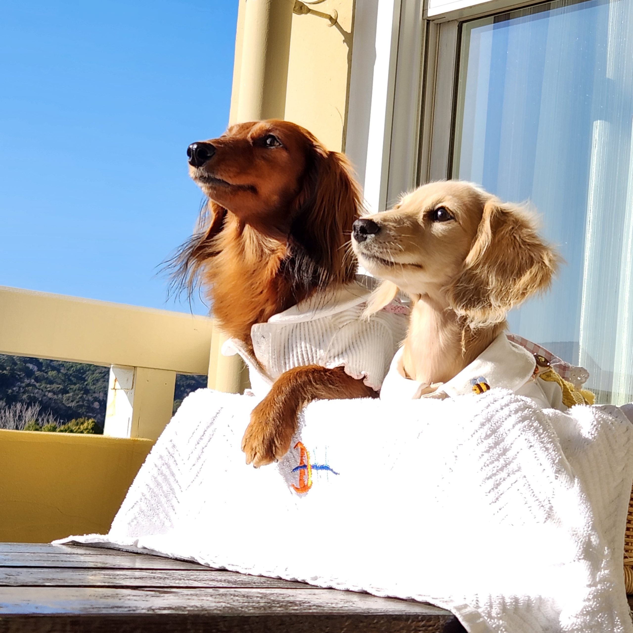 ユユちゃん♀　＆　萌歌様ちゃん♀