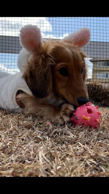 アッティーちゃん♀