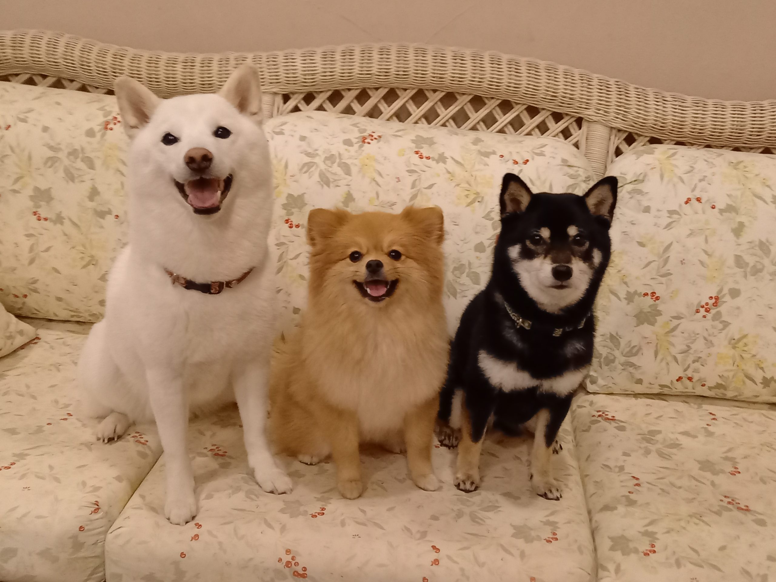 シロちゃん♀　＆　ベルちゃん♀　＆　クロちゃん♀