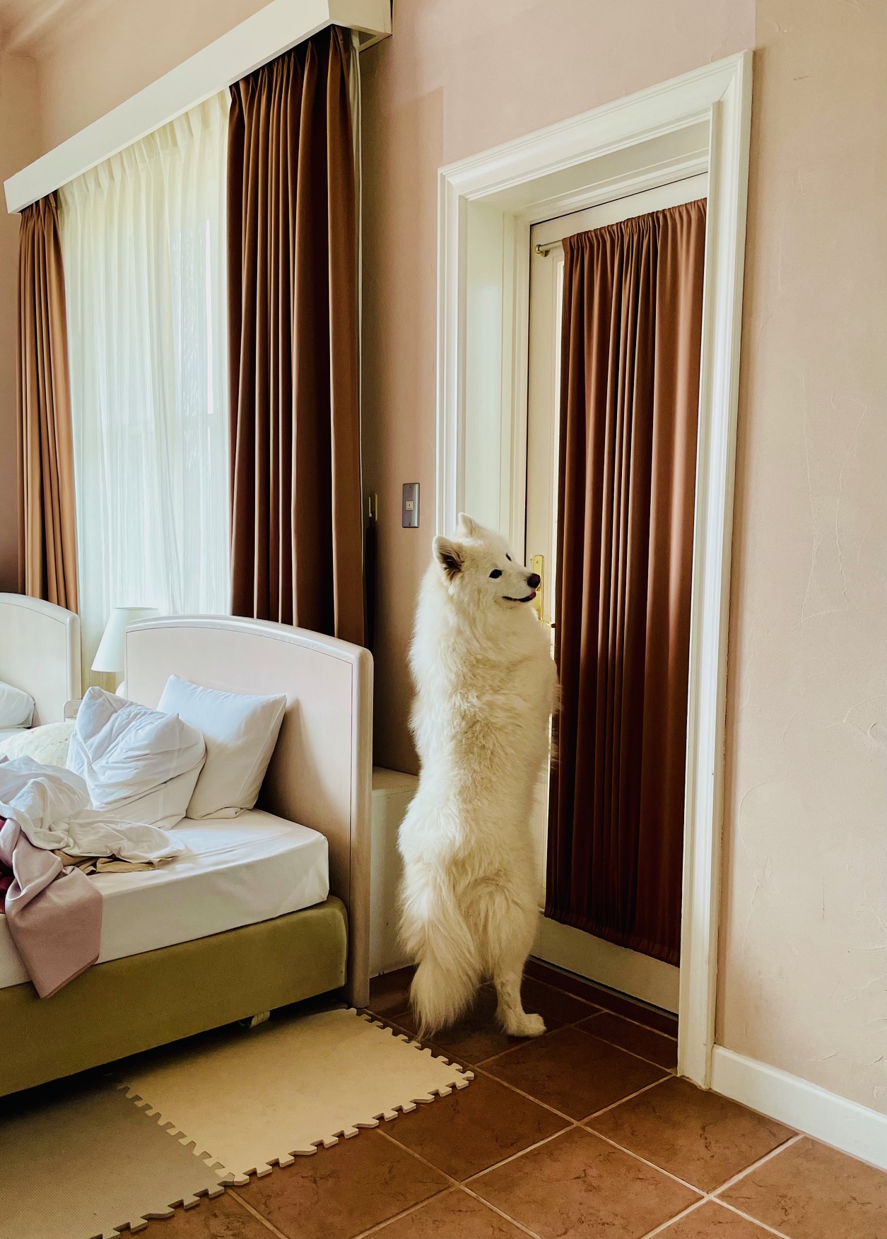 Fofaちゃん♀ Fofaちゃん♀