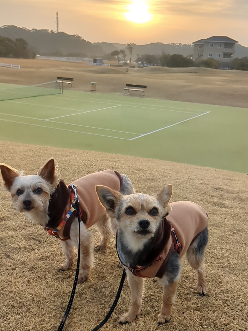 CoCoちゃん♀& LaLaちゃん♀ CoCoちゃん♀& LaLaちゃん♀