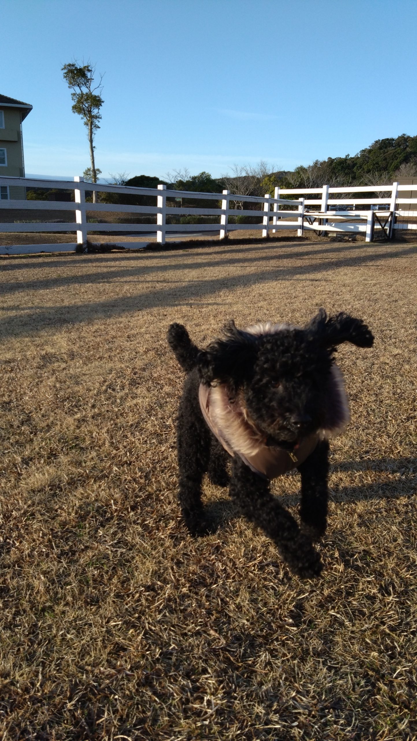 バロンくん♂ バロンくん♂