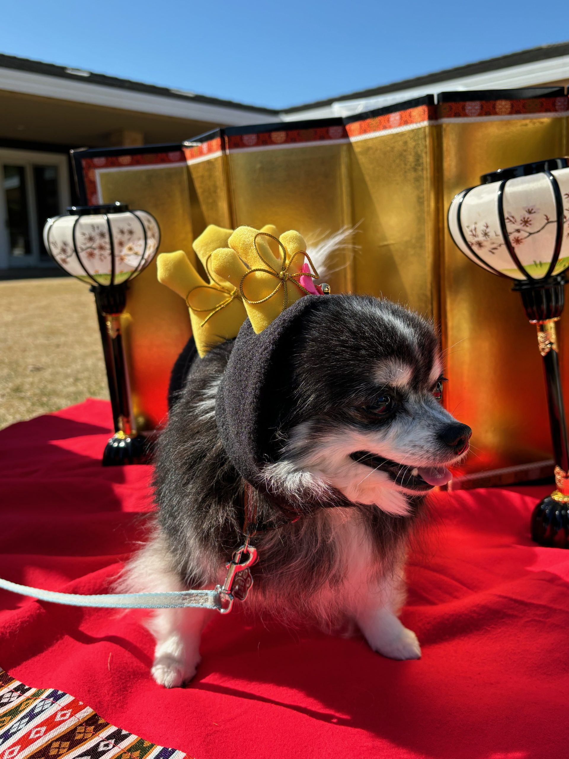 ハッピ-ちゃん♀ ハッピ-ちゃん♀