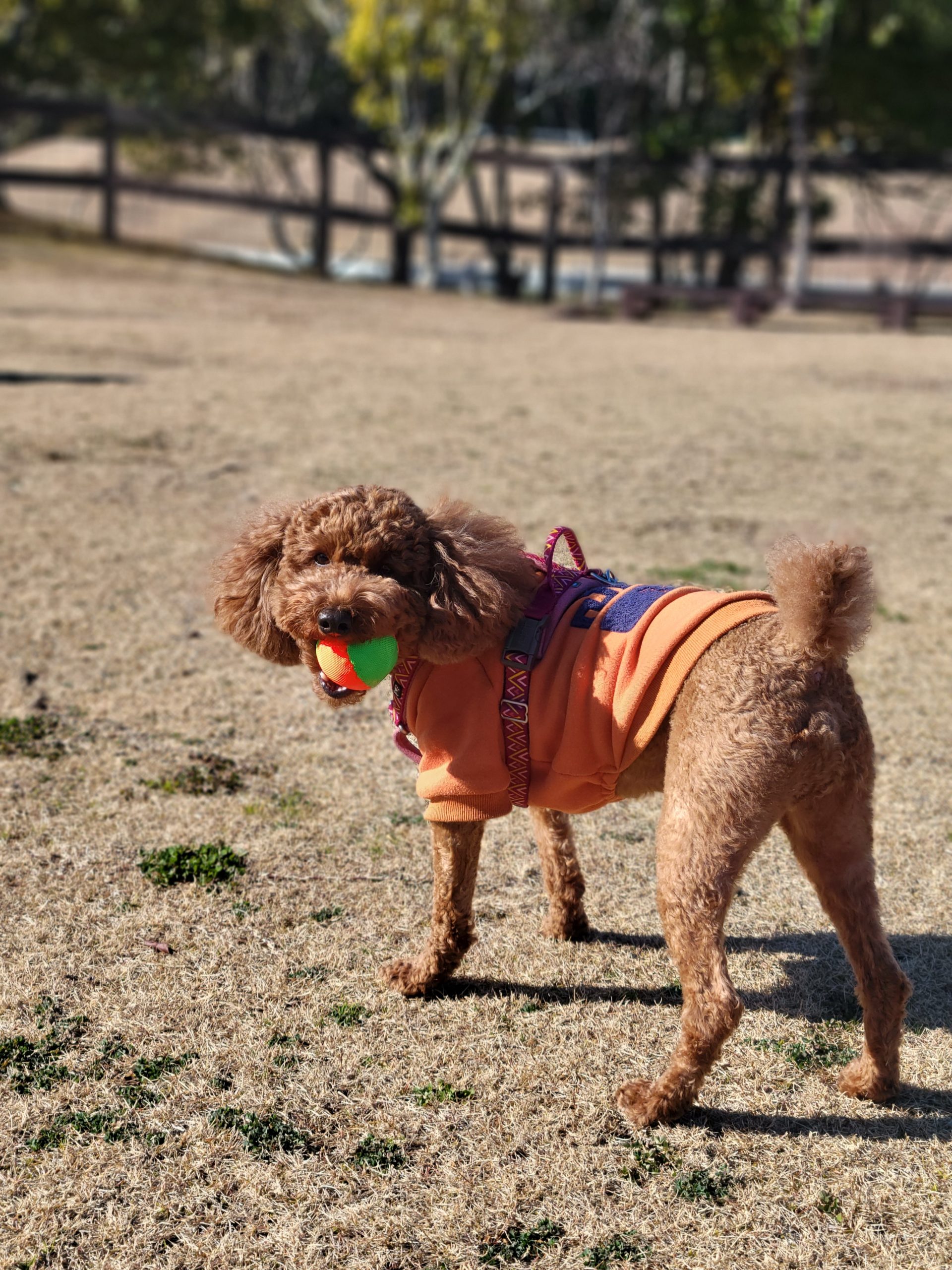 モカくん ♂ モカくん ♂