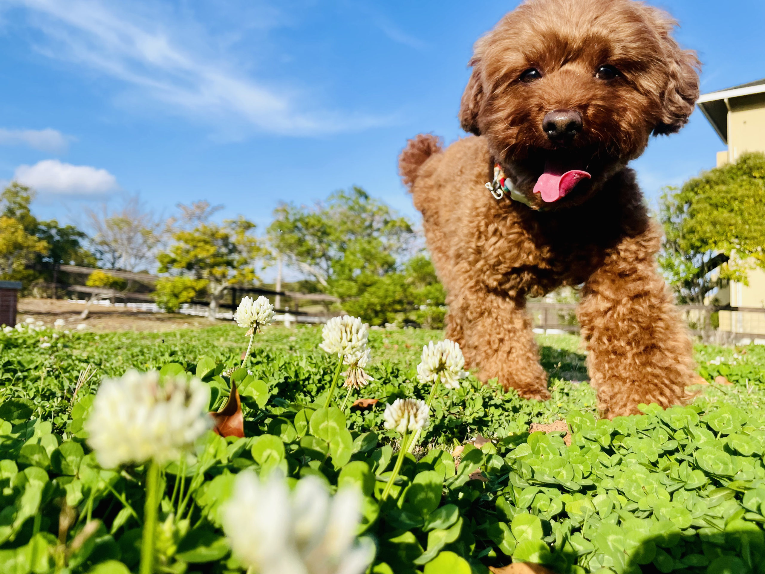 茶々くん ♂ 茶々くん ♂