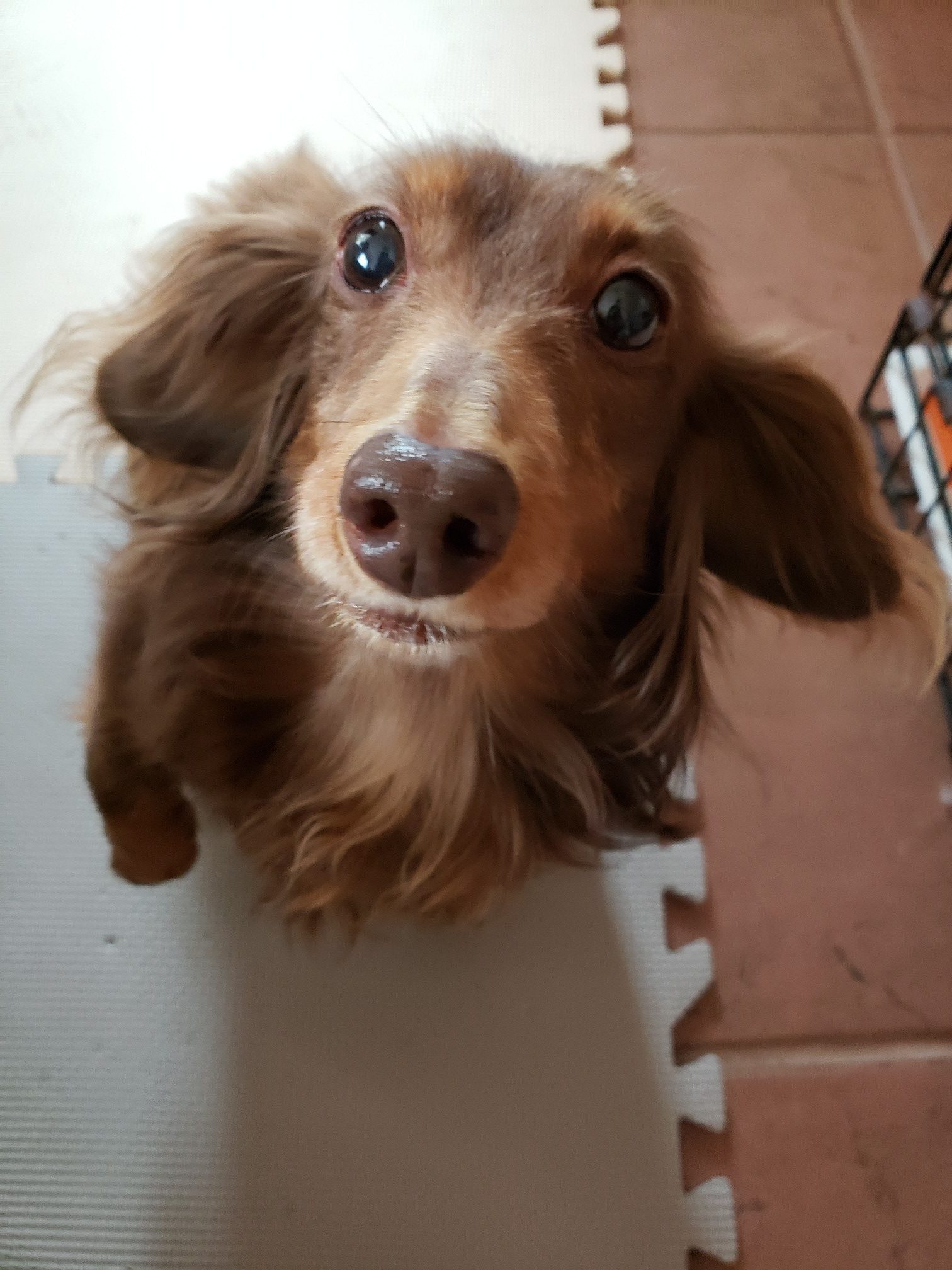 Tiaraちゃん ♀ Tiaraちゃん ♀