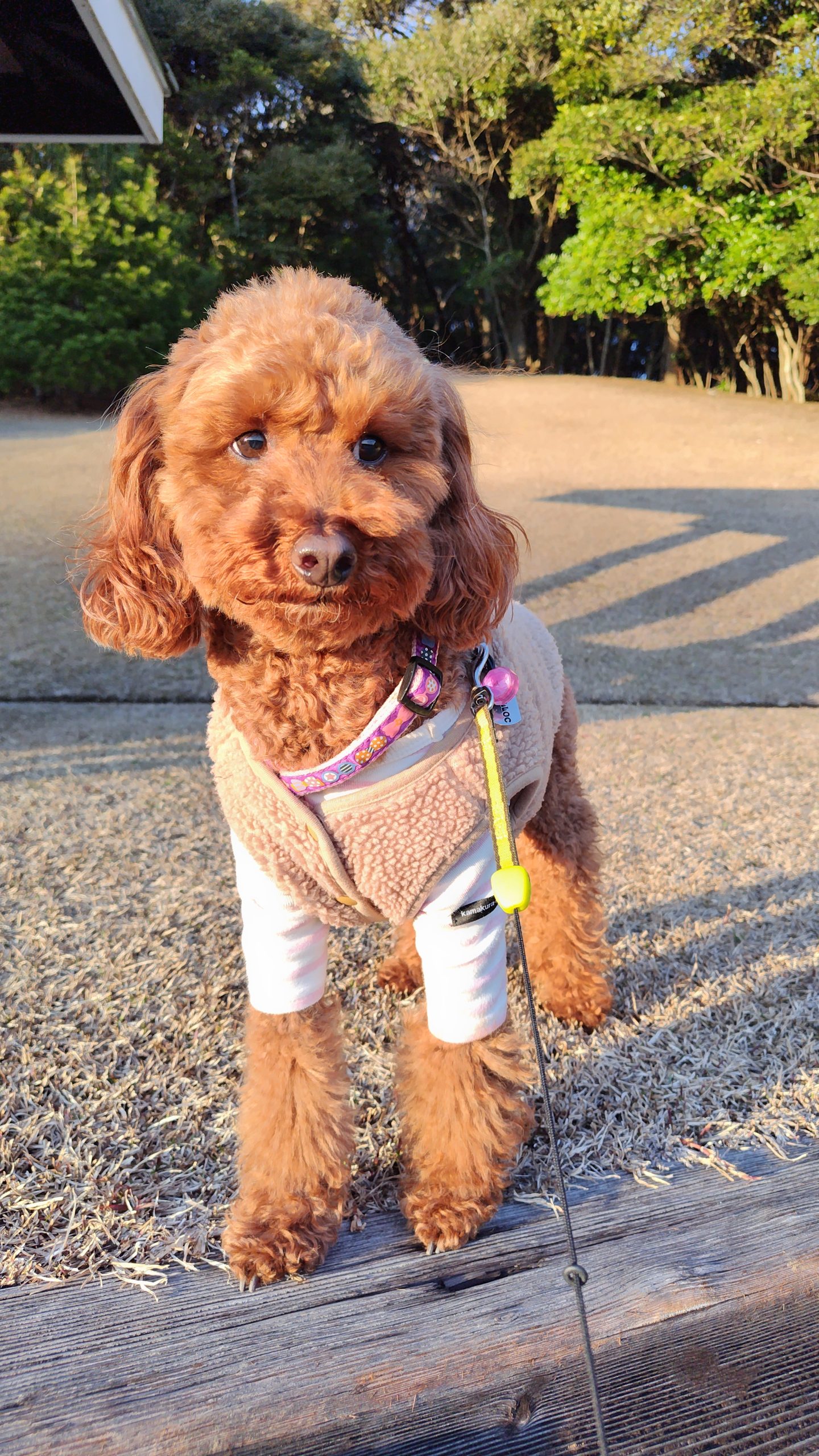 ベルちゃん ♀ ベルちゃん ♀