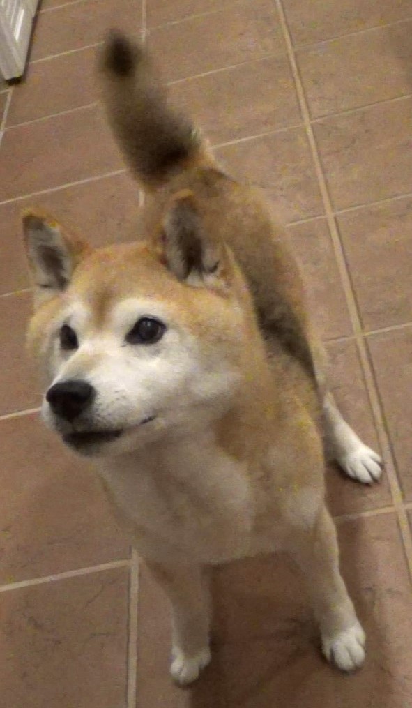 蘭ちゃん ♀ 蘭ちゃん ♀