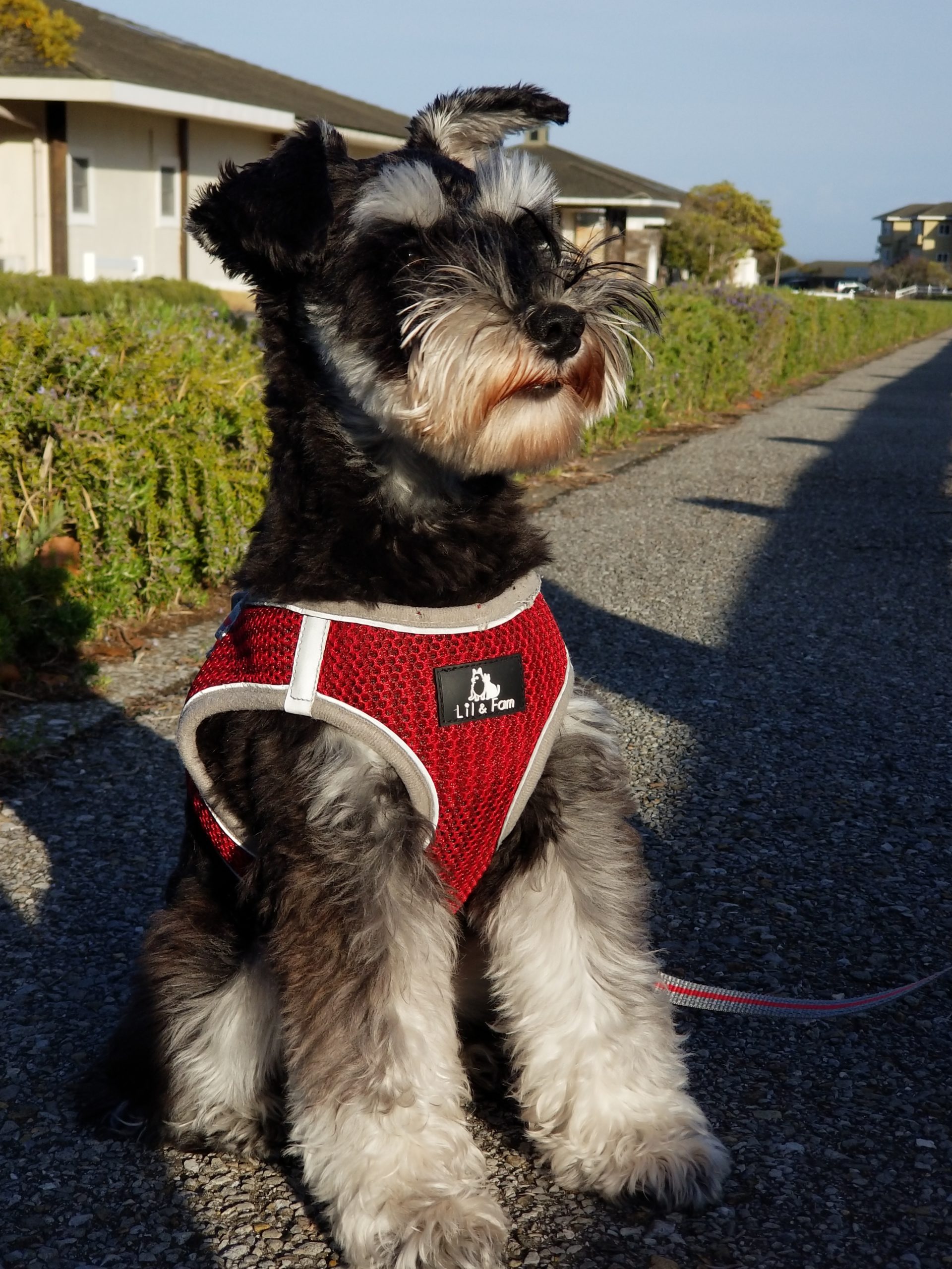 Sarryちゃん ♀ Sarryちゃん ♀