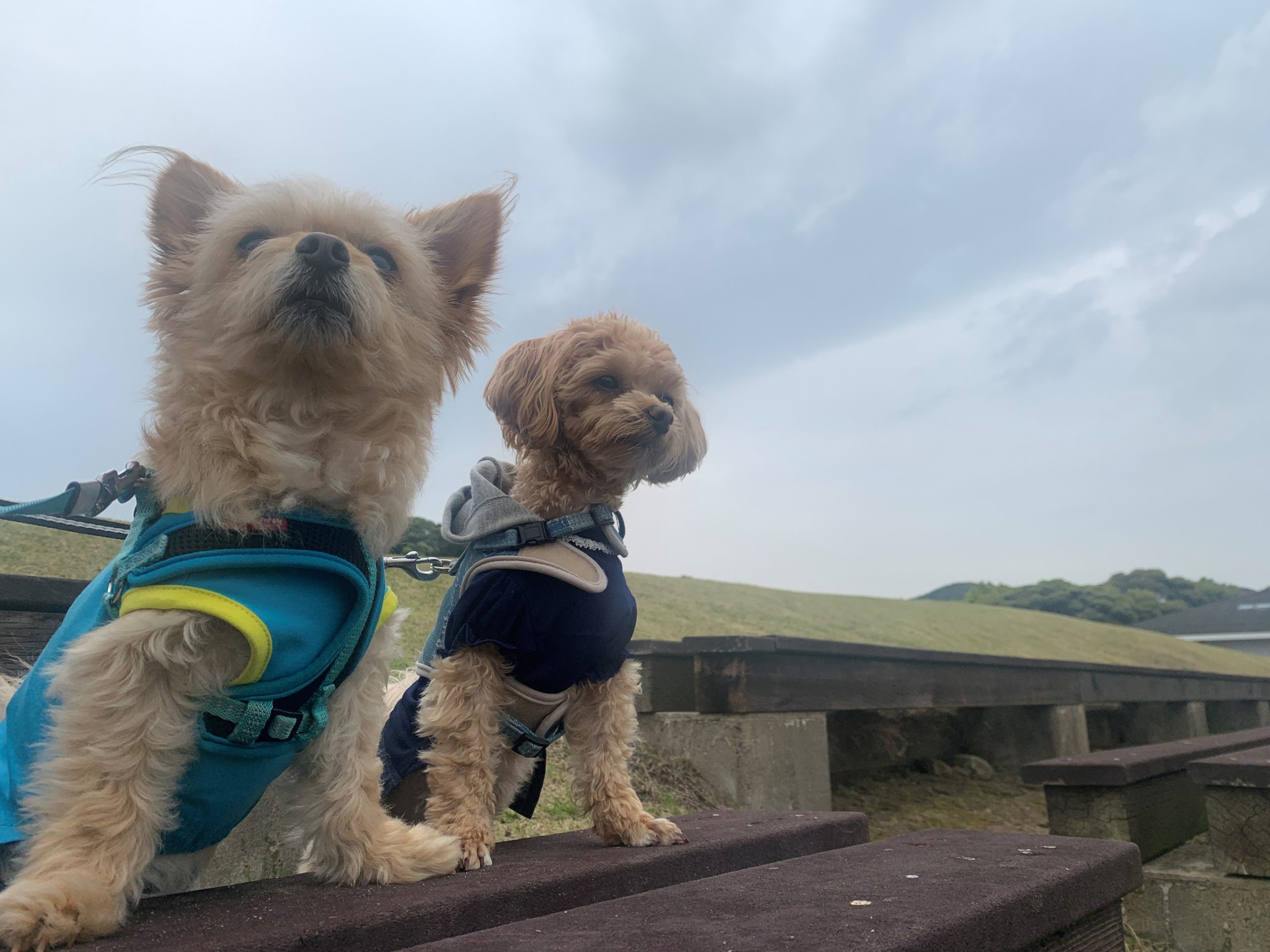 なびくん ♂ & こむぎちゃん ♀ なびくん ♂ & こむぎちゃん ♀