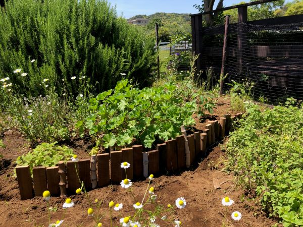 ~ オーシャンテラスより ~