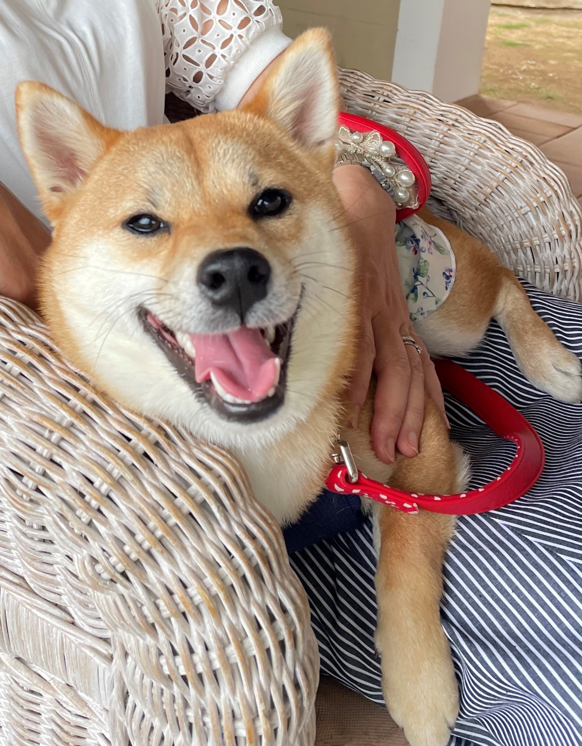 カリンちゃん　♀