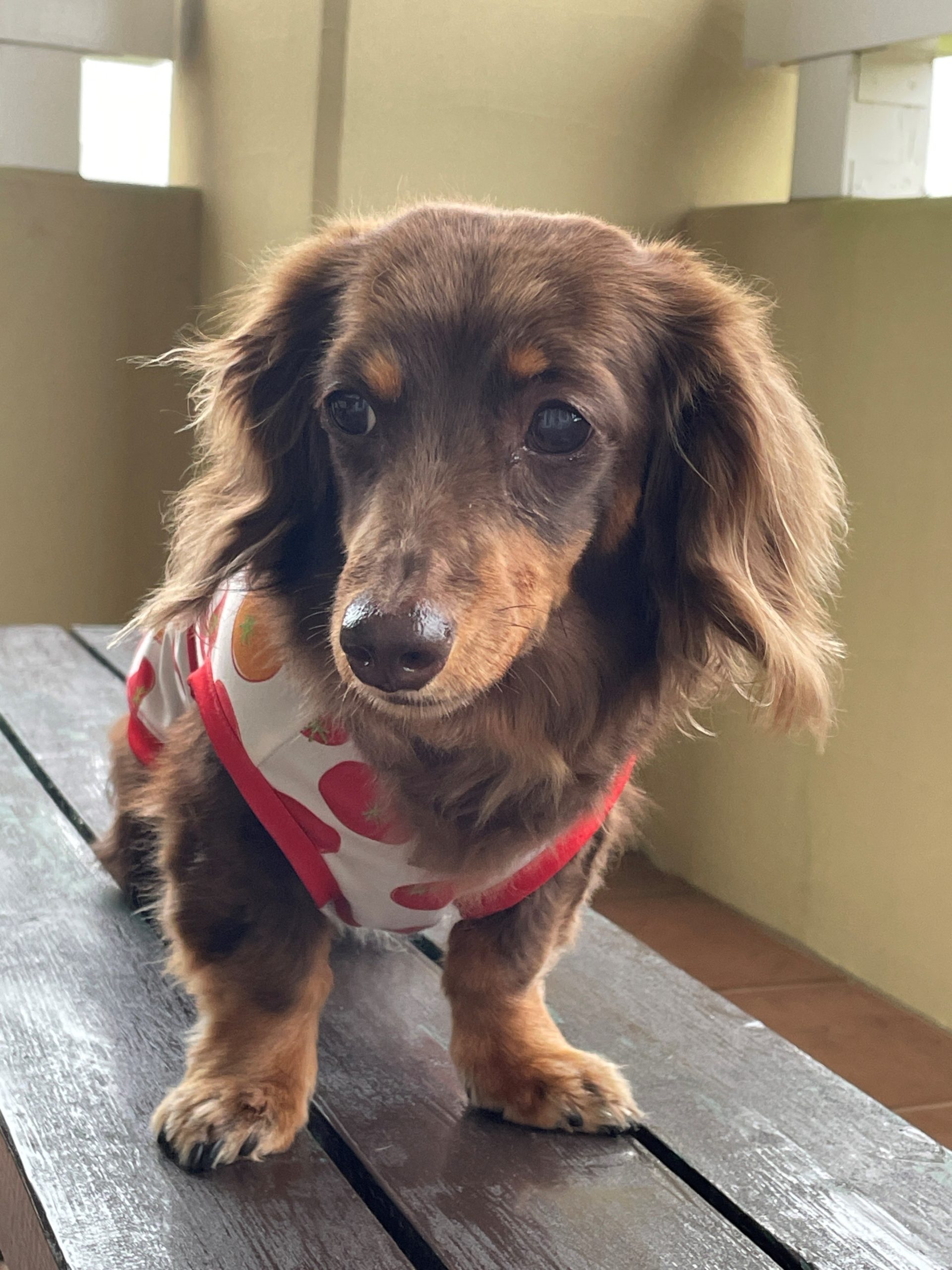 ノエルちゃん　♀