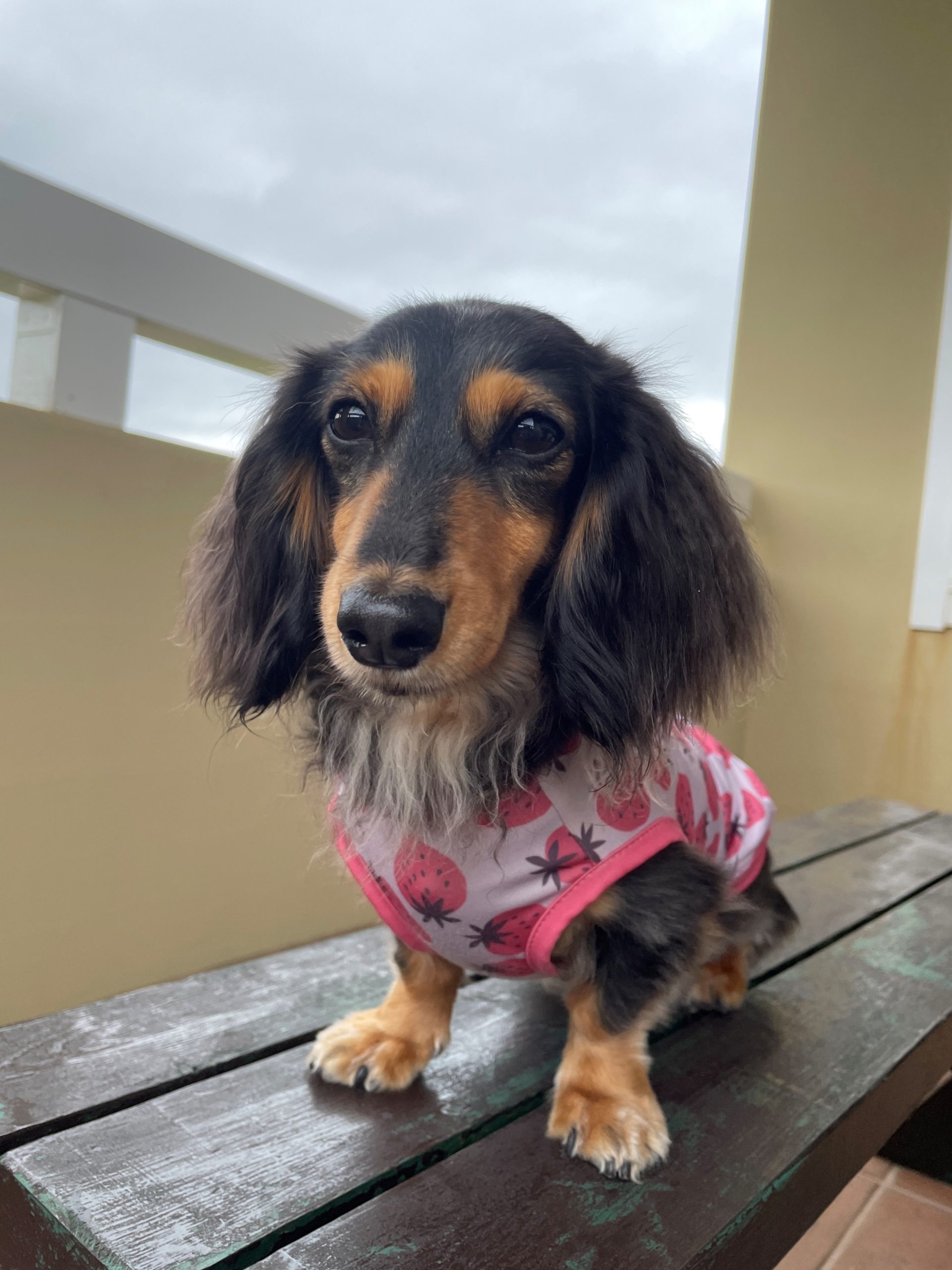 ハンナちゃん　♀