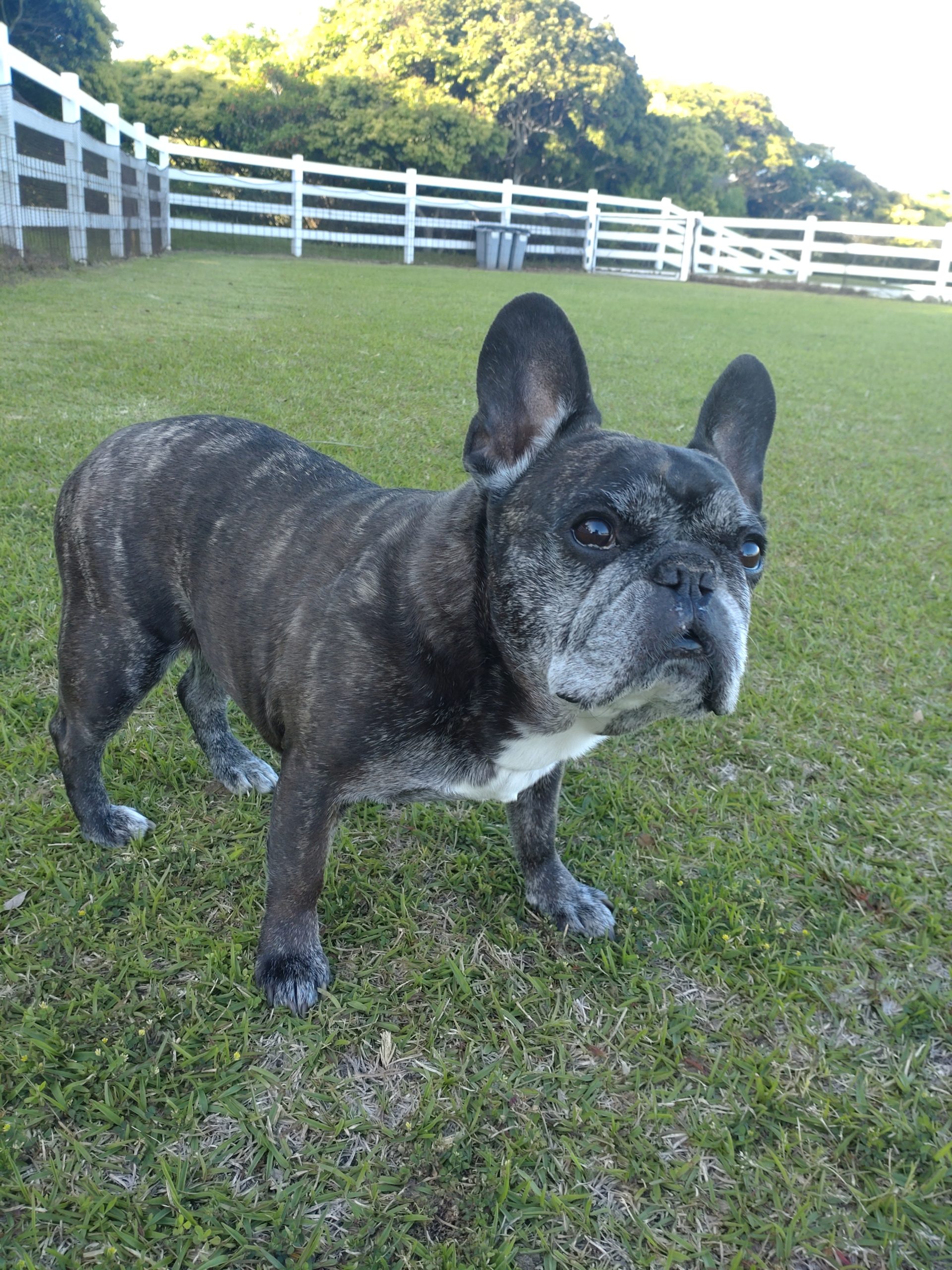 ももちゃん　♀