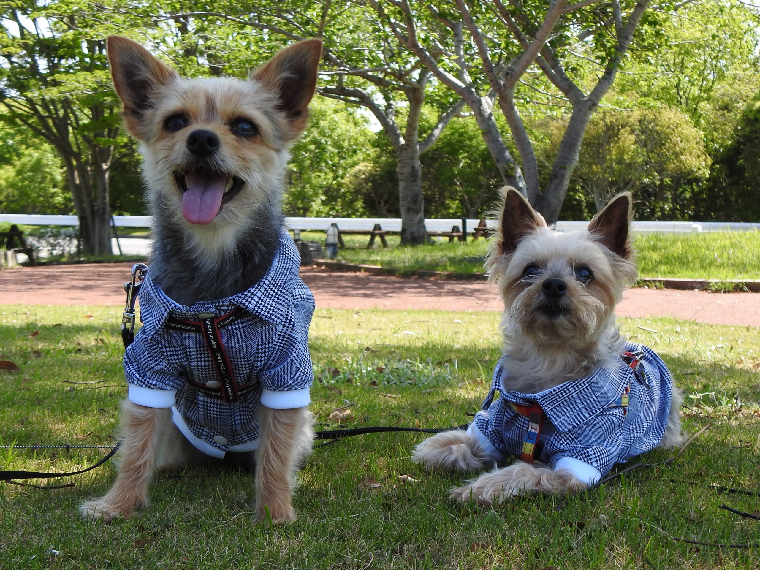 CoCoちゃん♀　＆　 LaLaちゃん♀
