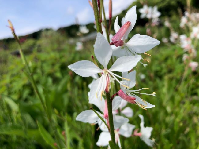 ～　ハーブガーデンより　～
