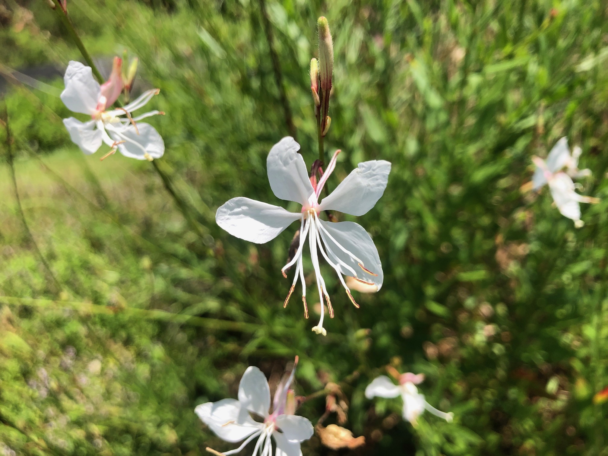 ～　現在ご覧いただけるハーブたち　～