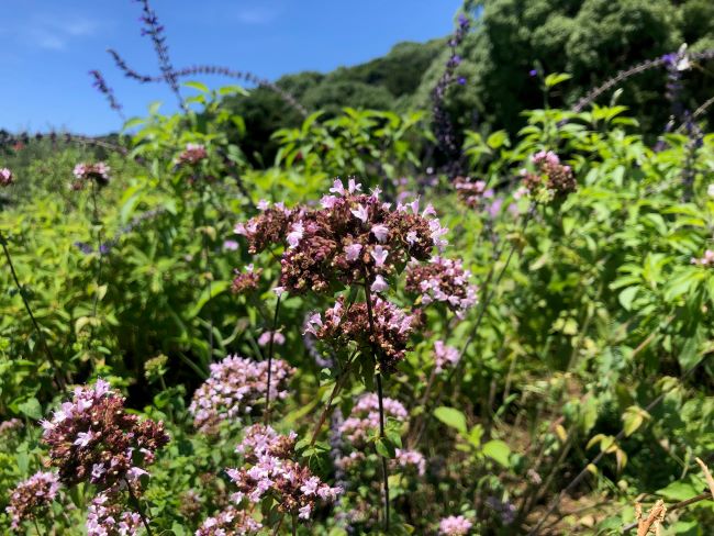 ～　現在ご覧いただけるハーブたち　～