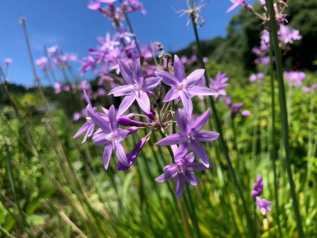 ～　現在ご覧いただけるハーブたち　～