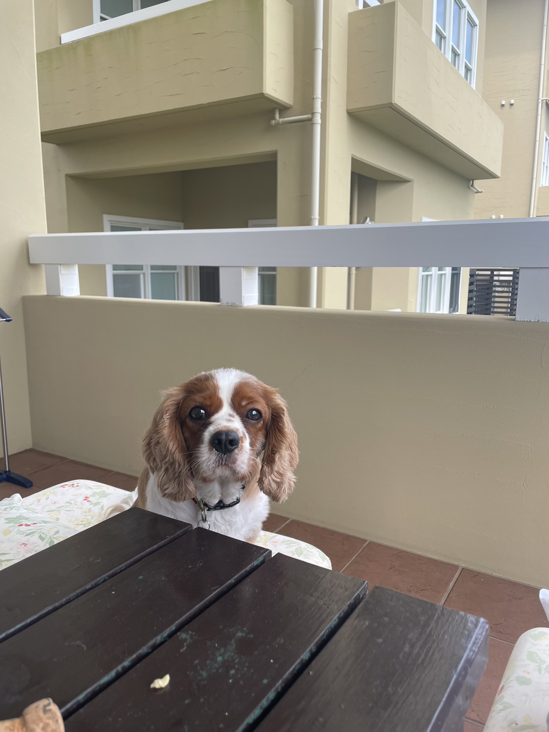 福くん♂ 福くん♂