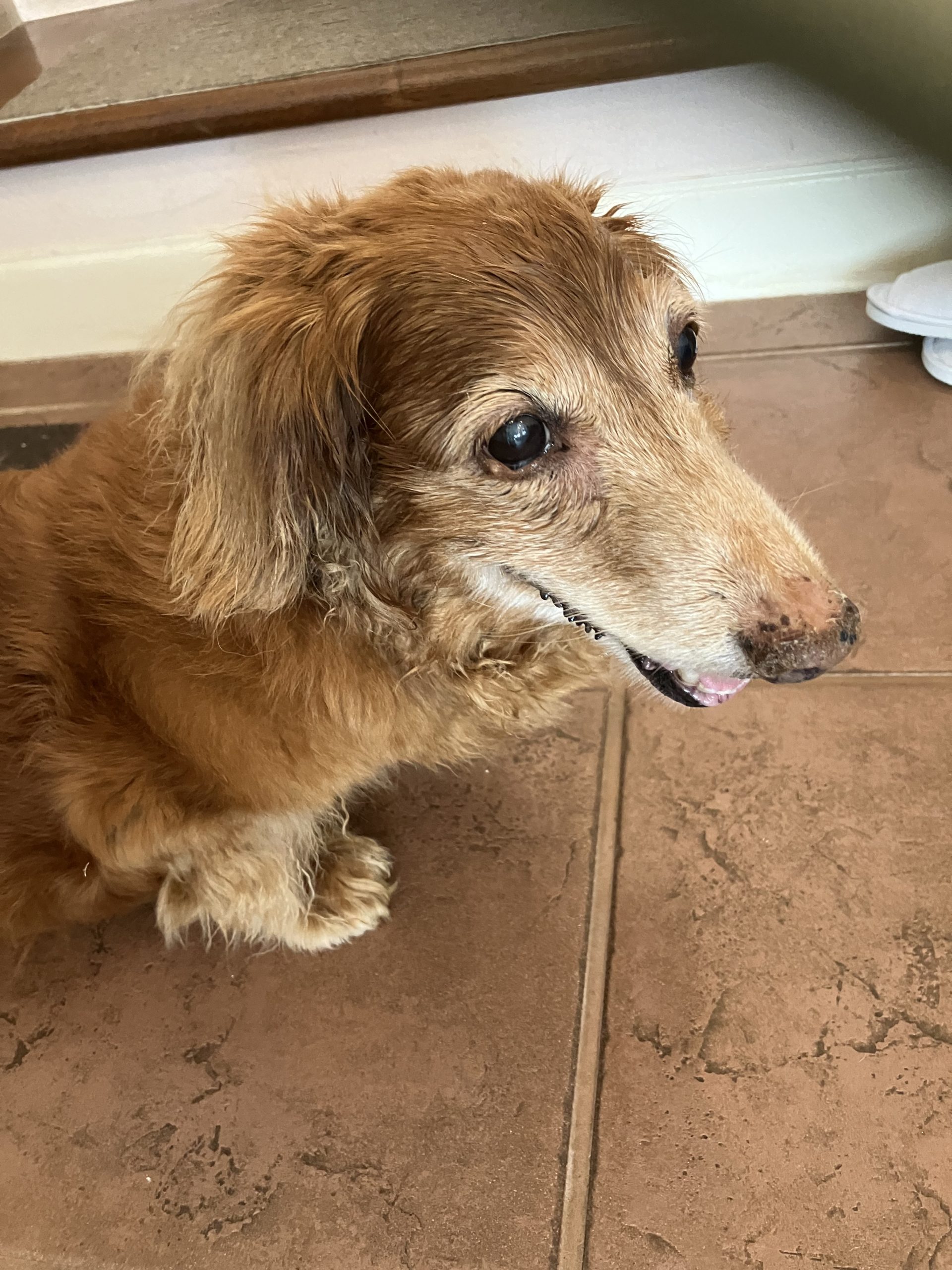 はなちゃん♀ はなちゃん♀