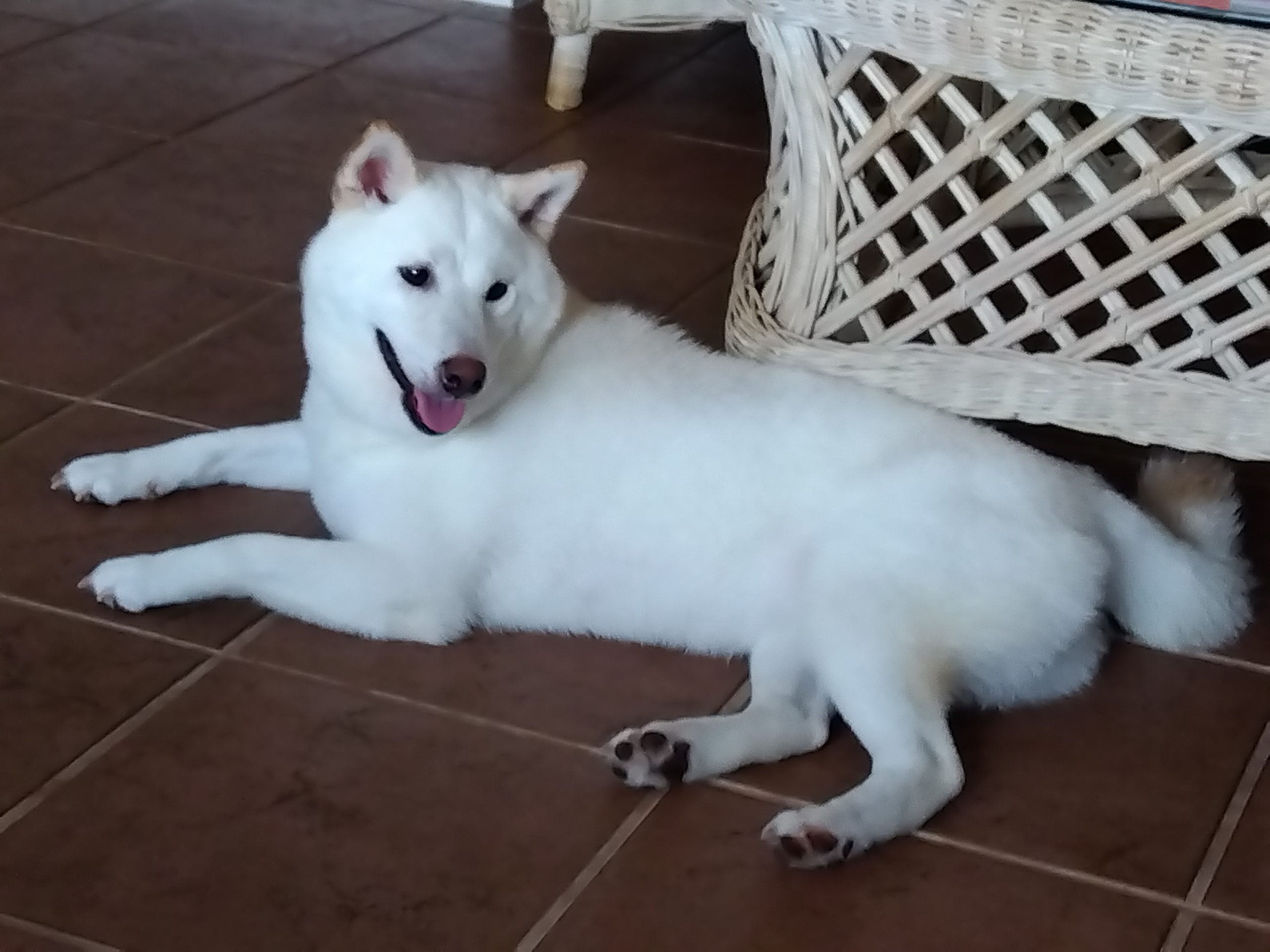 ブランちゃん♀ ブランちゃん♀