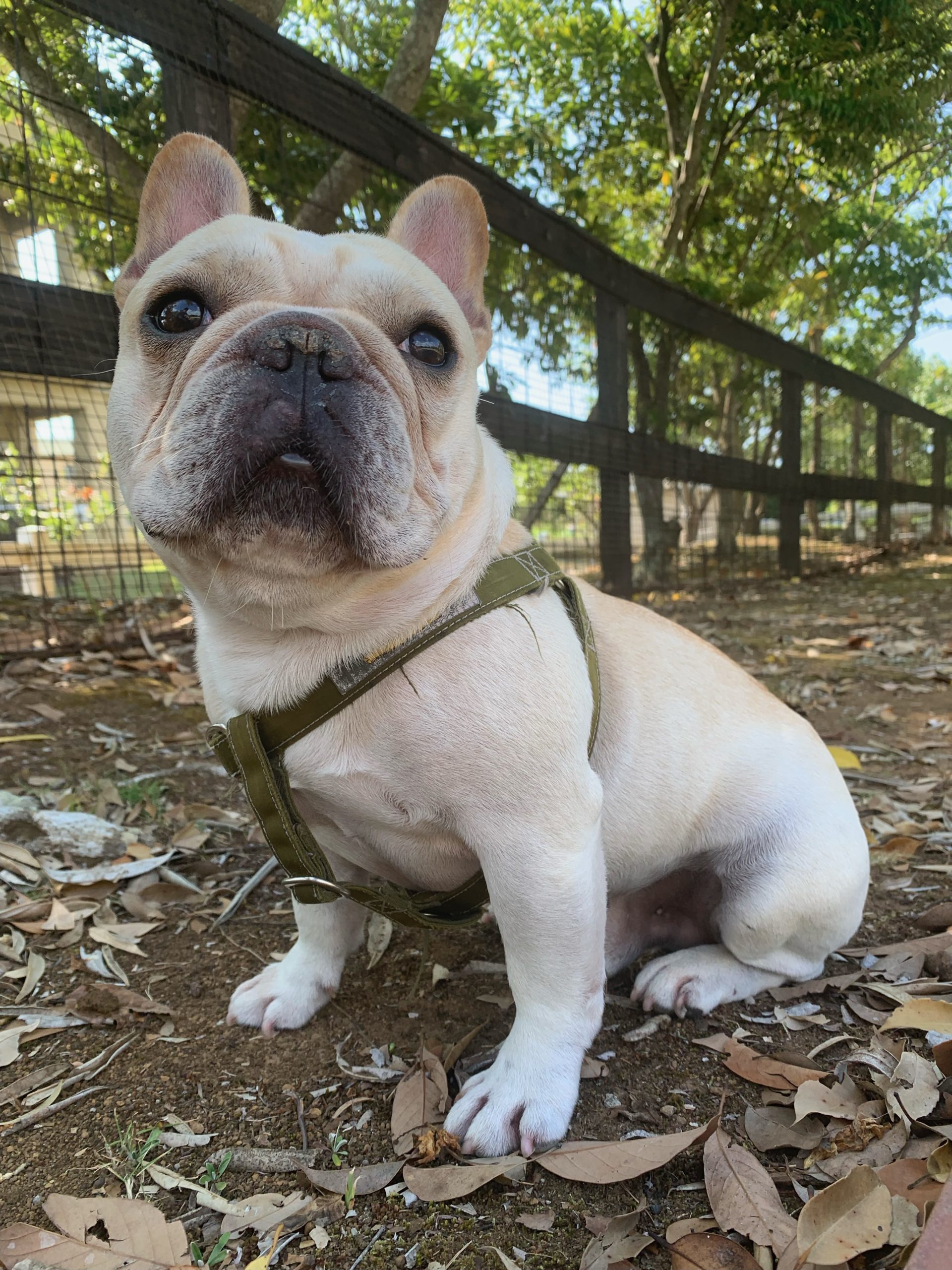 ぽんだこ君♂ ぽんだこ君♂