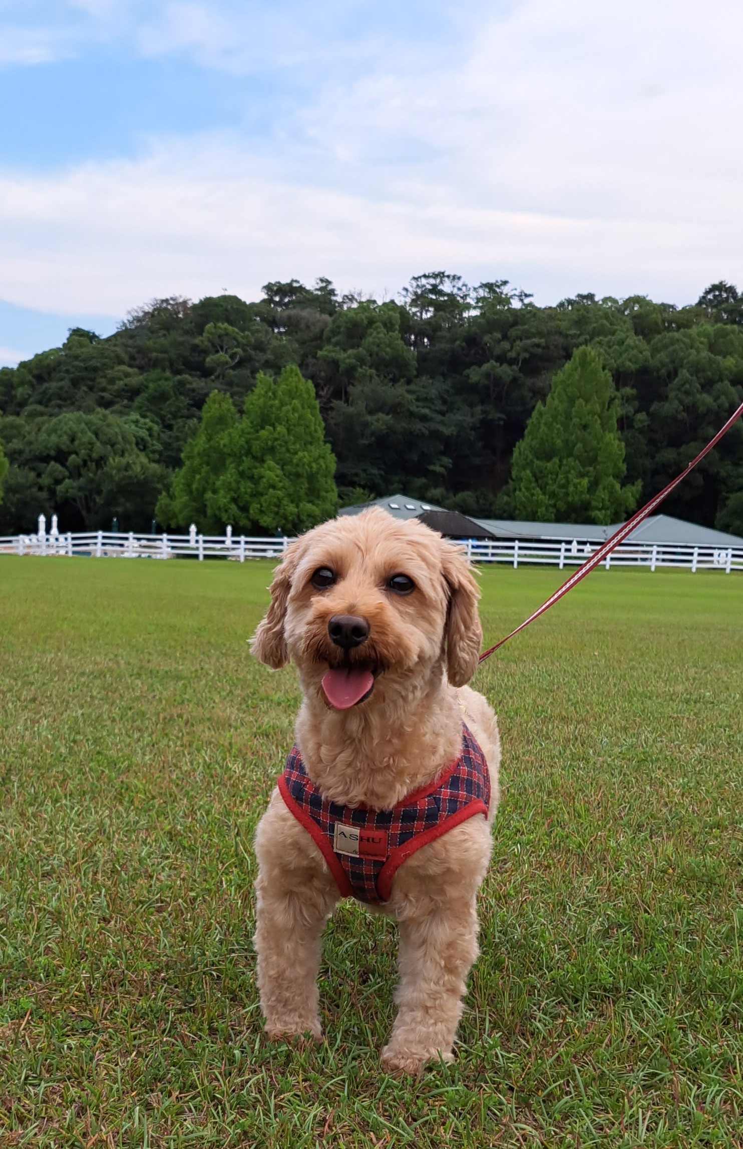 キナコちゃん♀ キナコちゃん♀