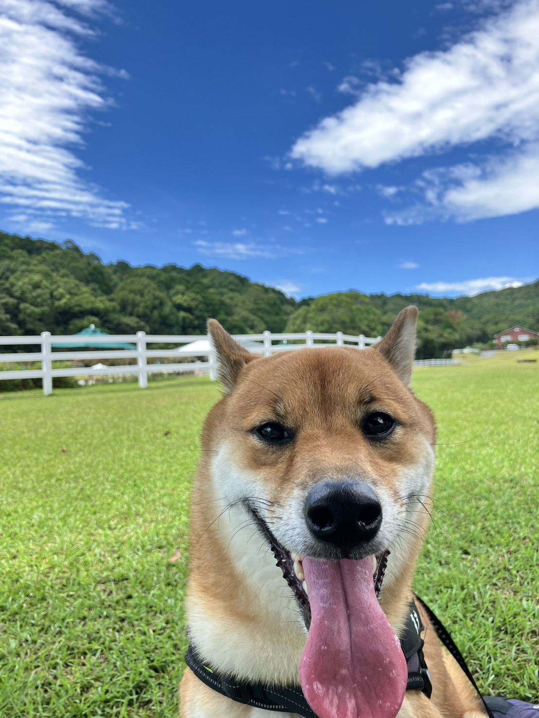 福丸くん♂ 福丸くん♂