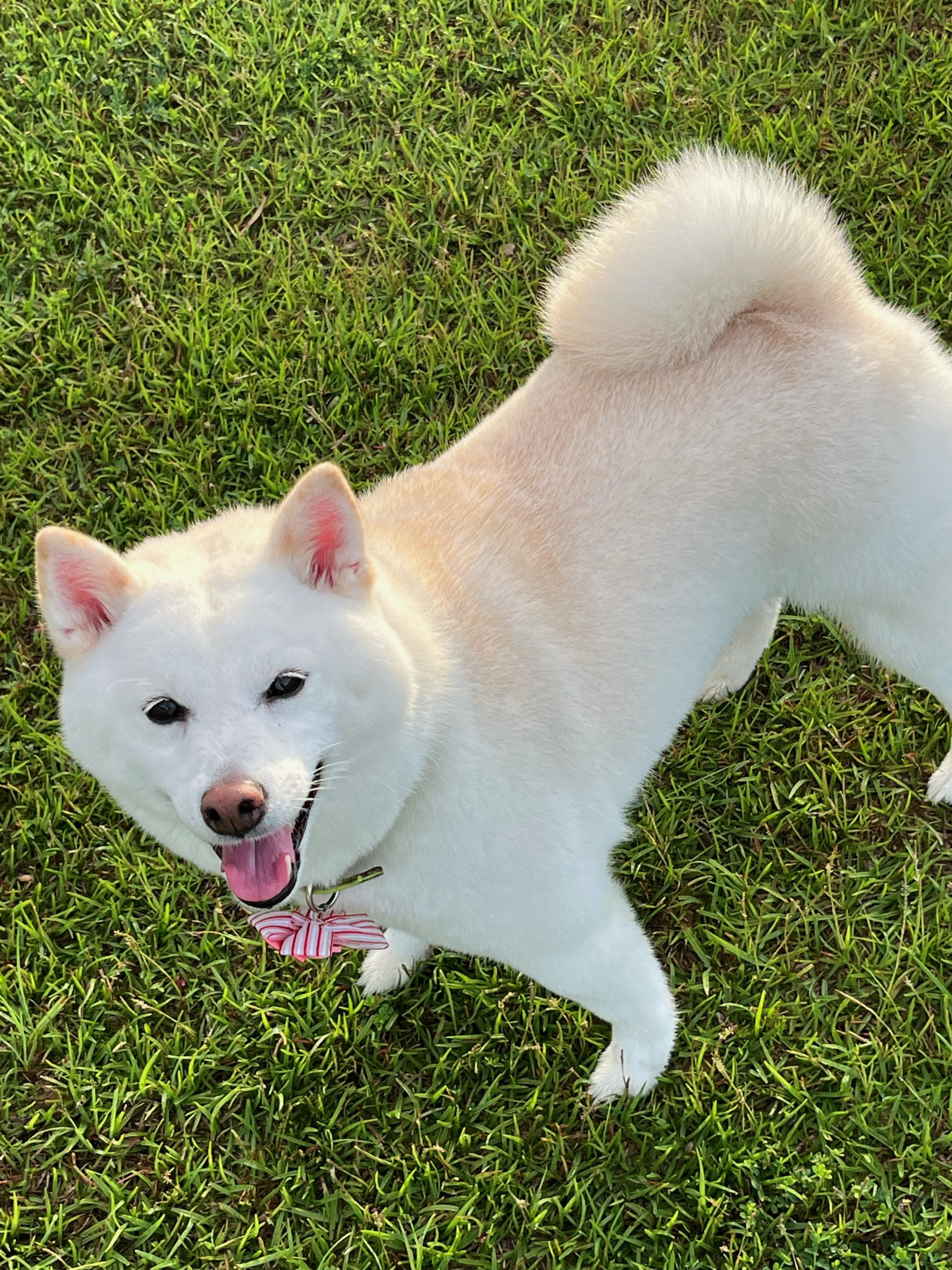 ハルちゃん♀ ハルちゃん♀