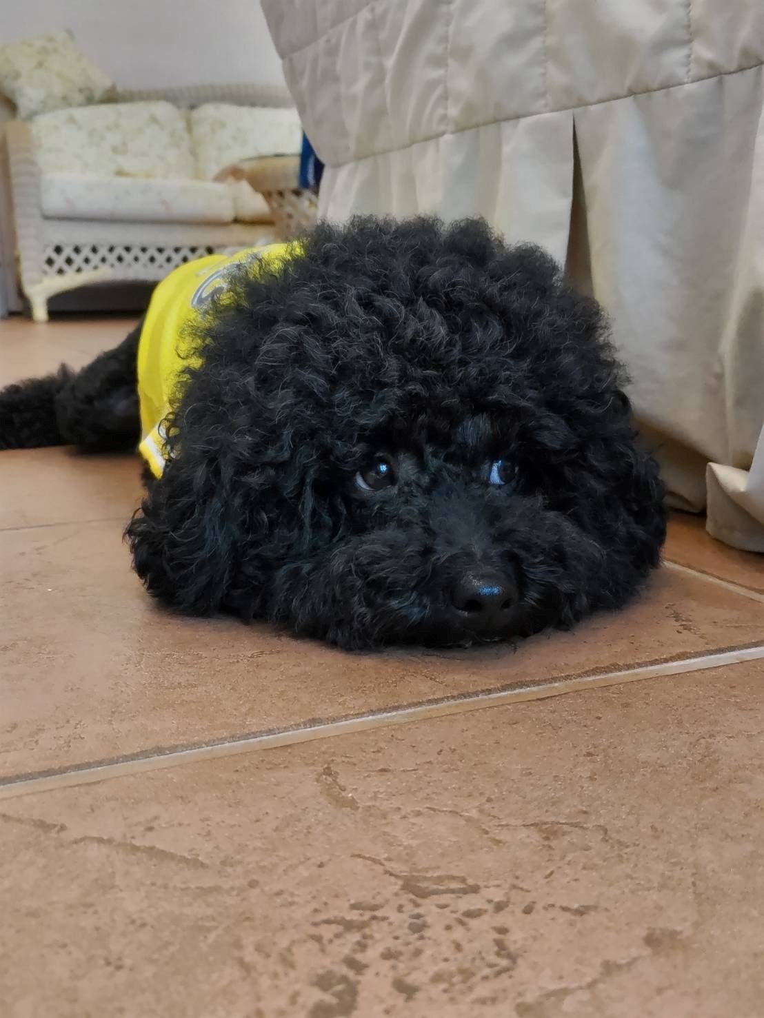 ロージーくん♂ ロージーくん♂