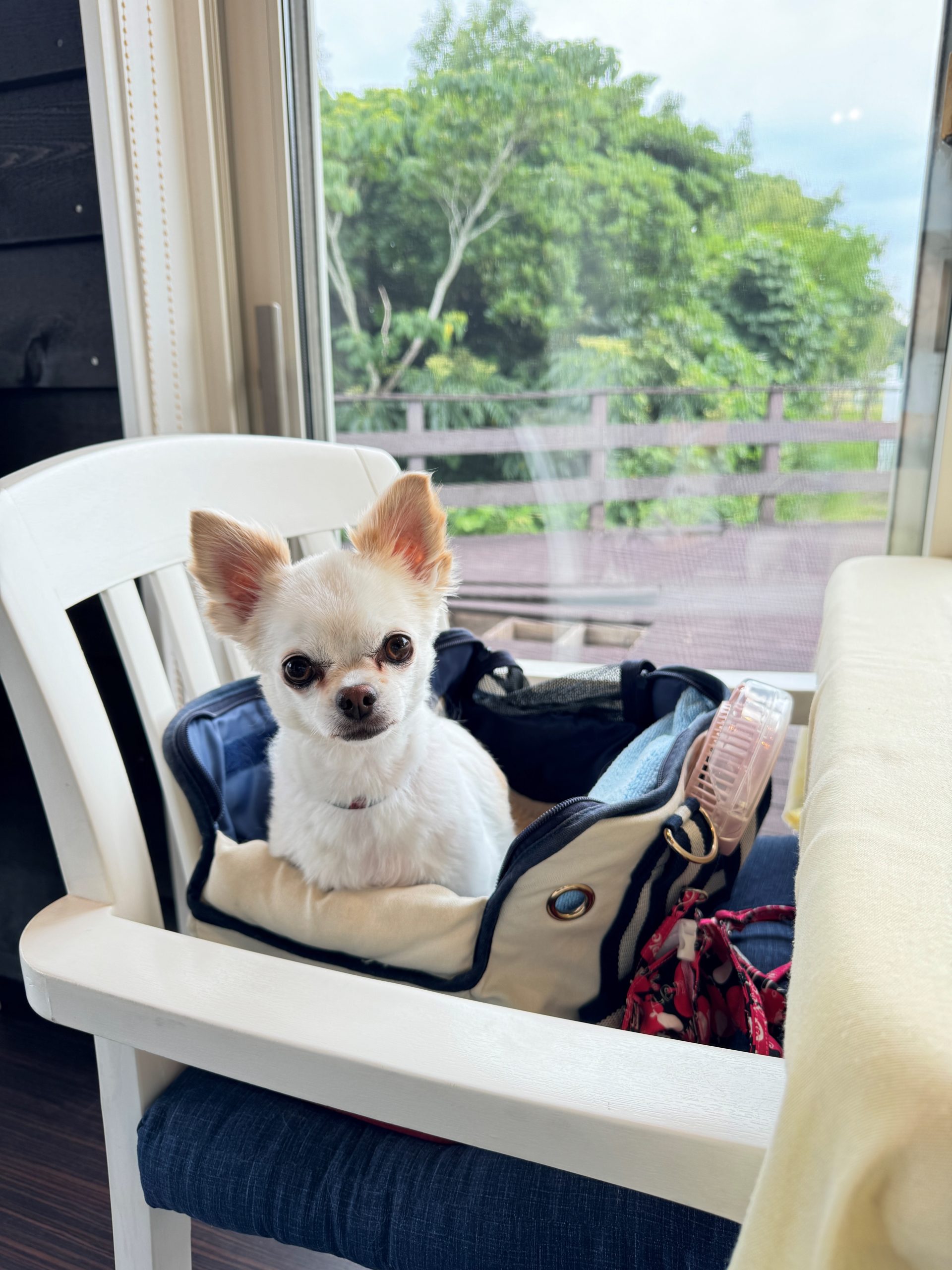 フクルちゃん♀ フクルちゃん♀