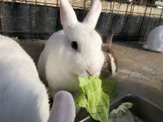 ～　動物小屋のウサギさん　～