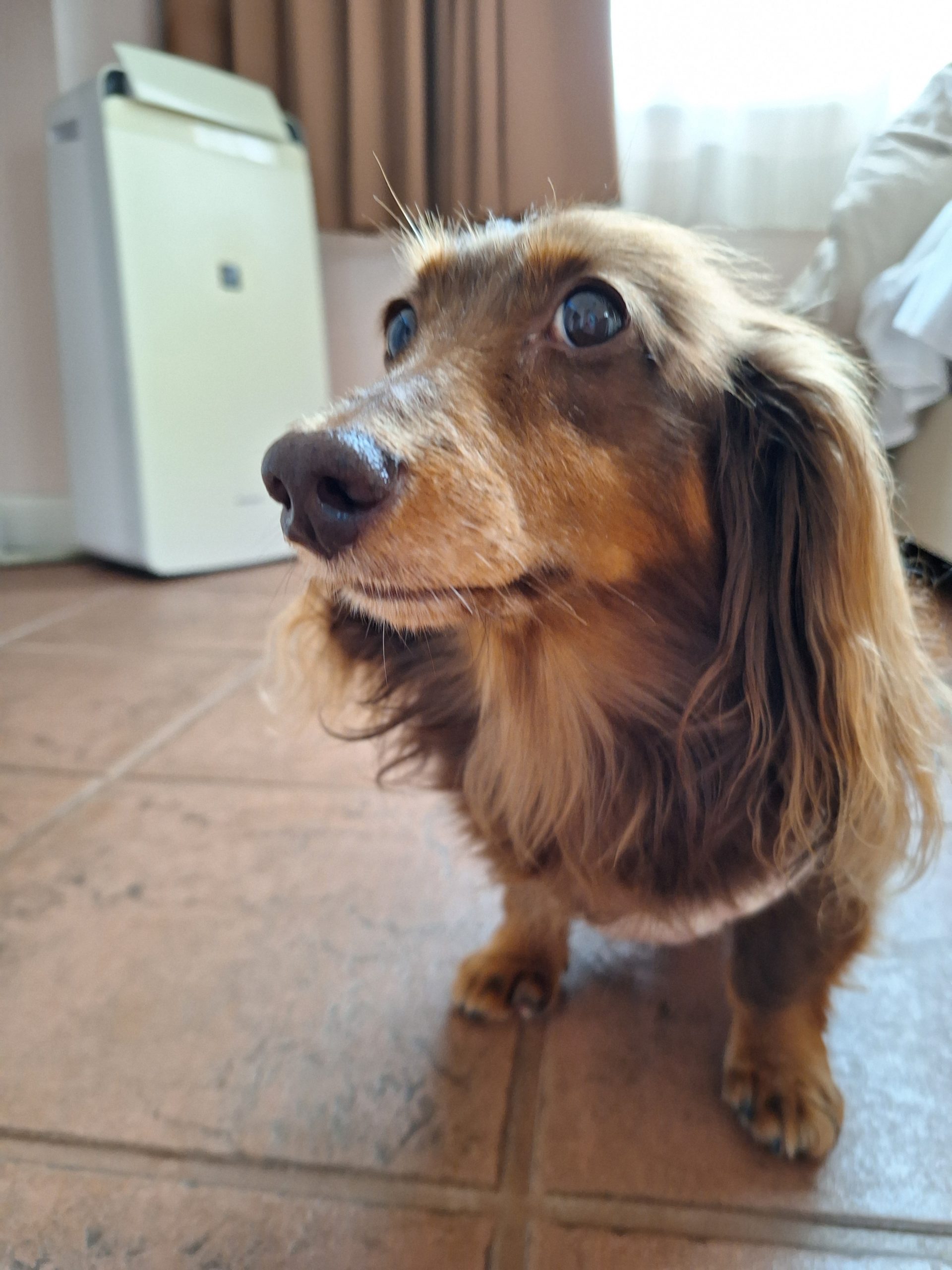 Tiaraちゃん♀ Tiaraちゃん♀