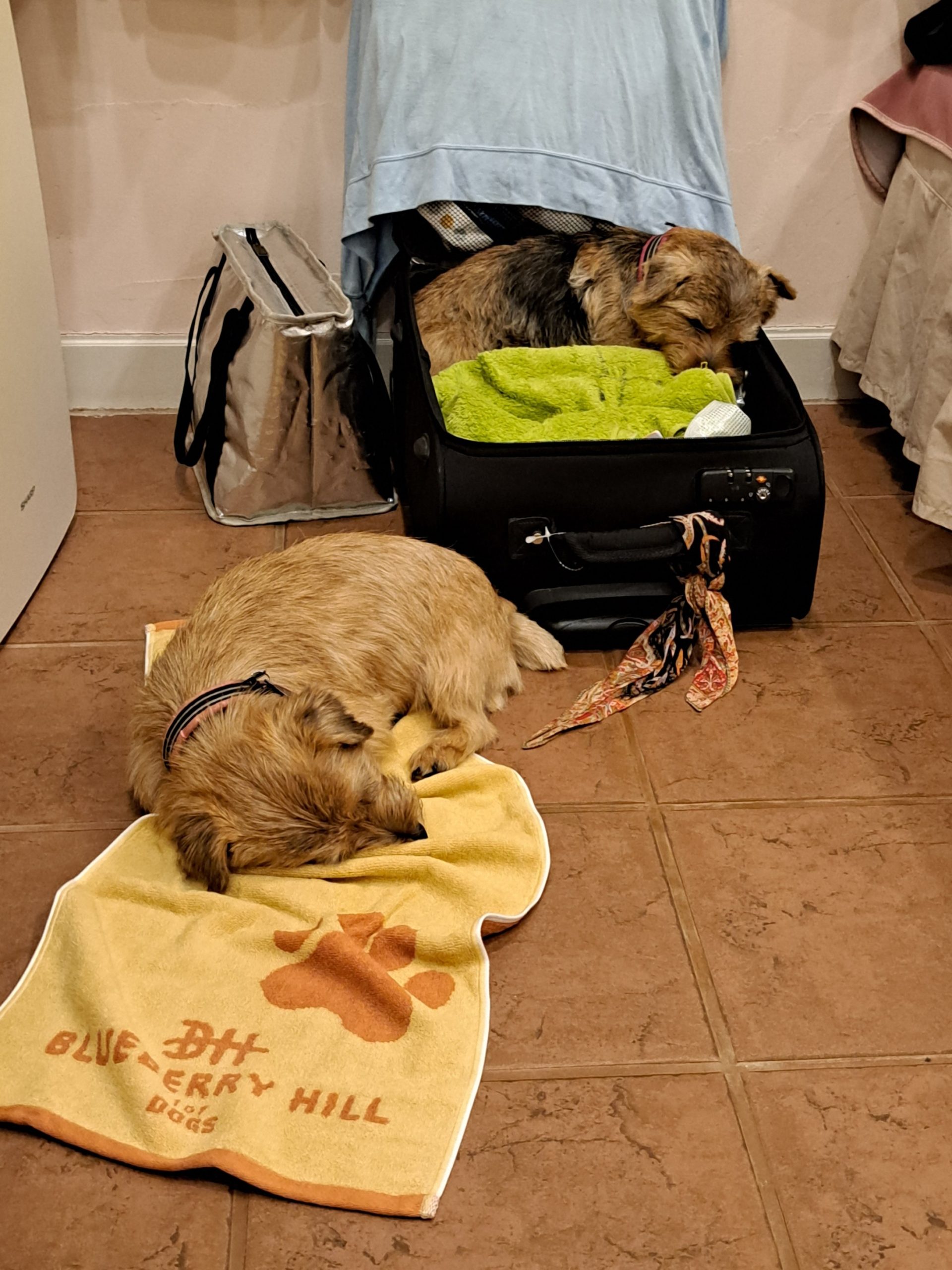 羅っ子ちゃん♀ ピノちゃん♀ 羅っ子ちゃん♀ ピノちゃん♀