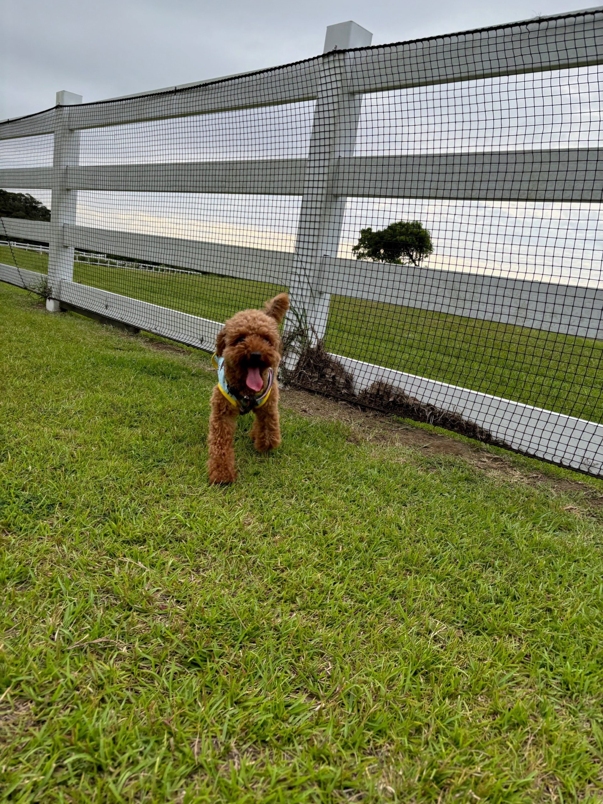 モカちゃん♀ モカちゃん♀