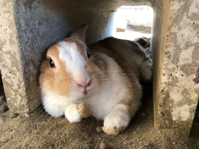 ～　９月１４日のウサギさん　～