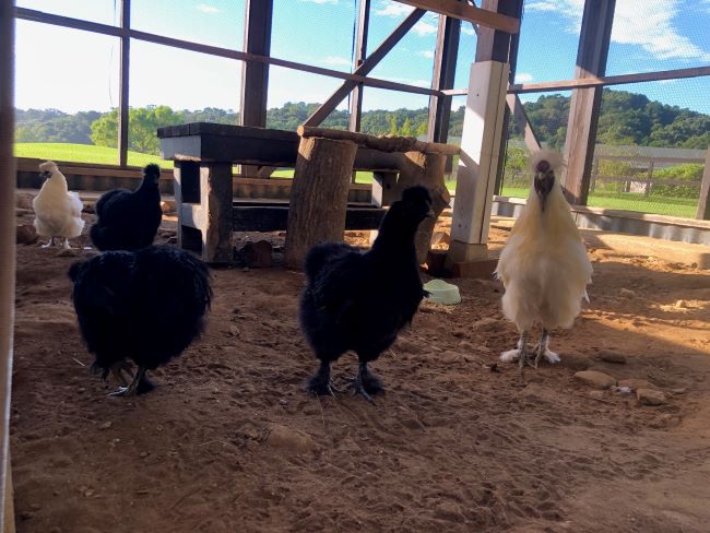 ~ 動物小屋のニワトリさん ~