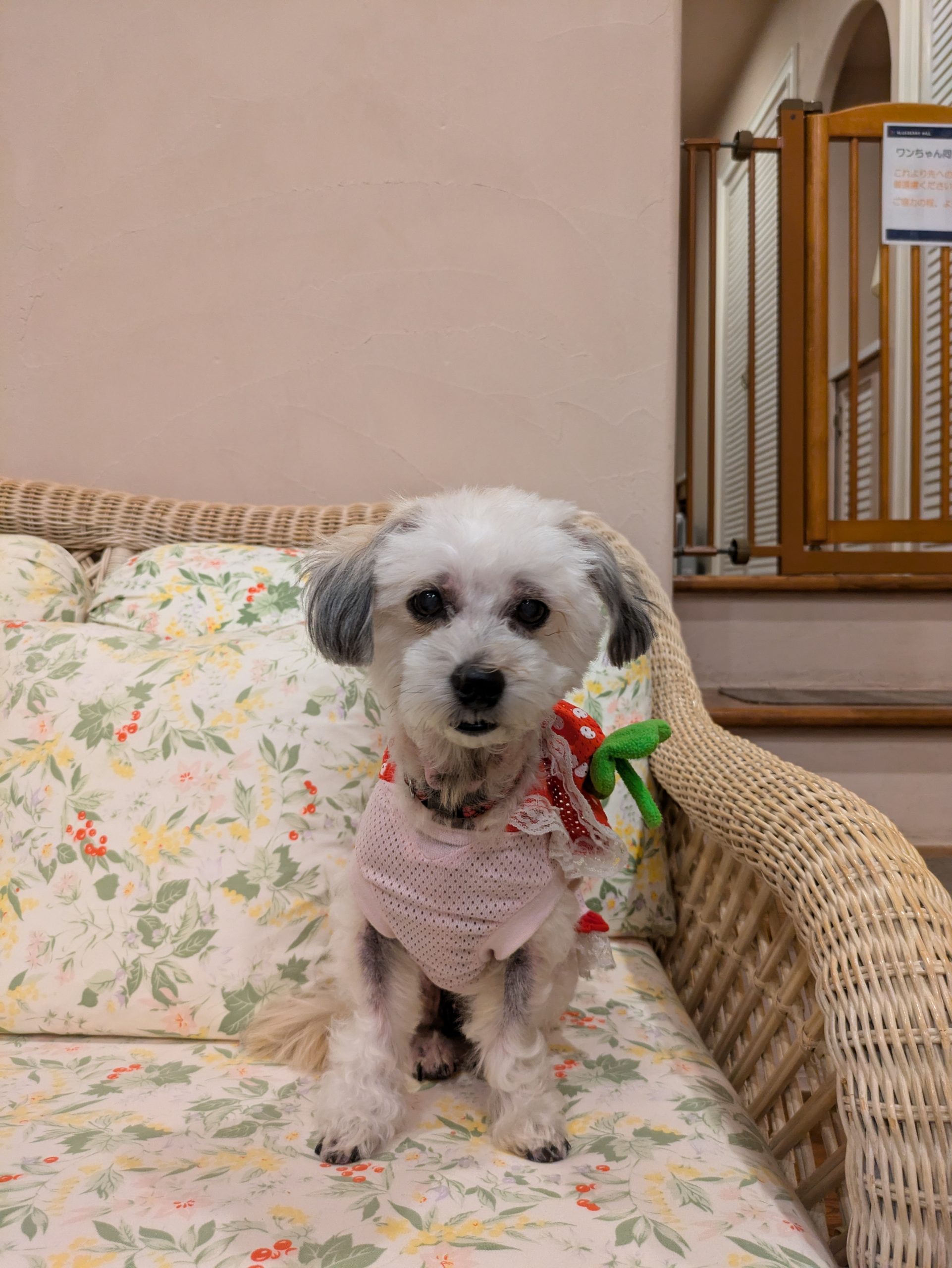 あやめちゃん♀ あやめちゃん♀