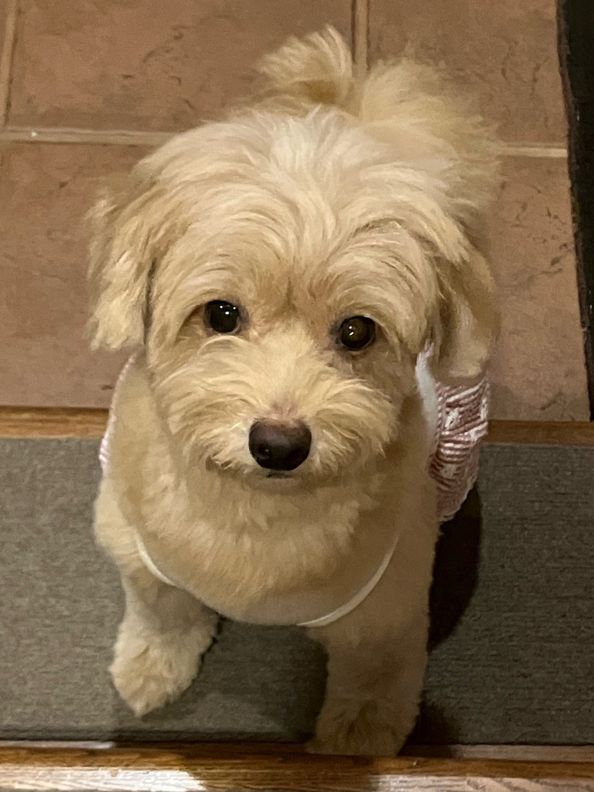 くるみちゃん♀ くるみちゃん♀