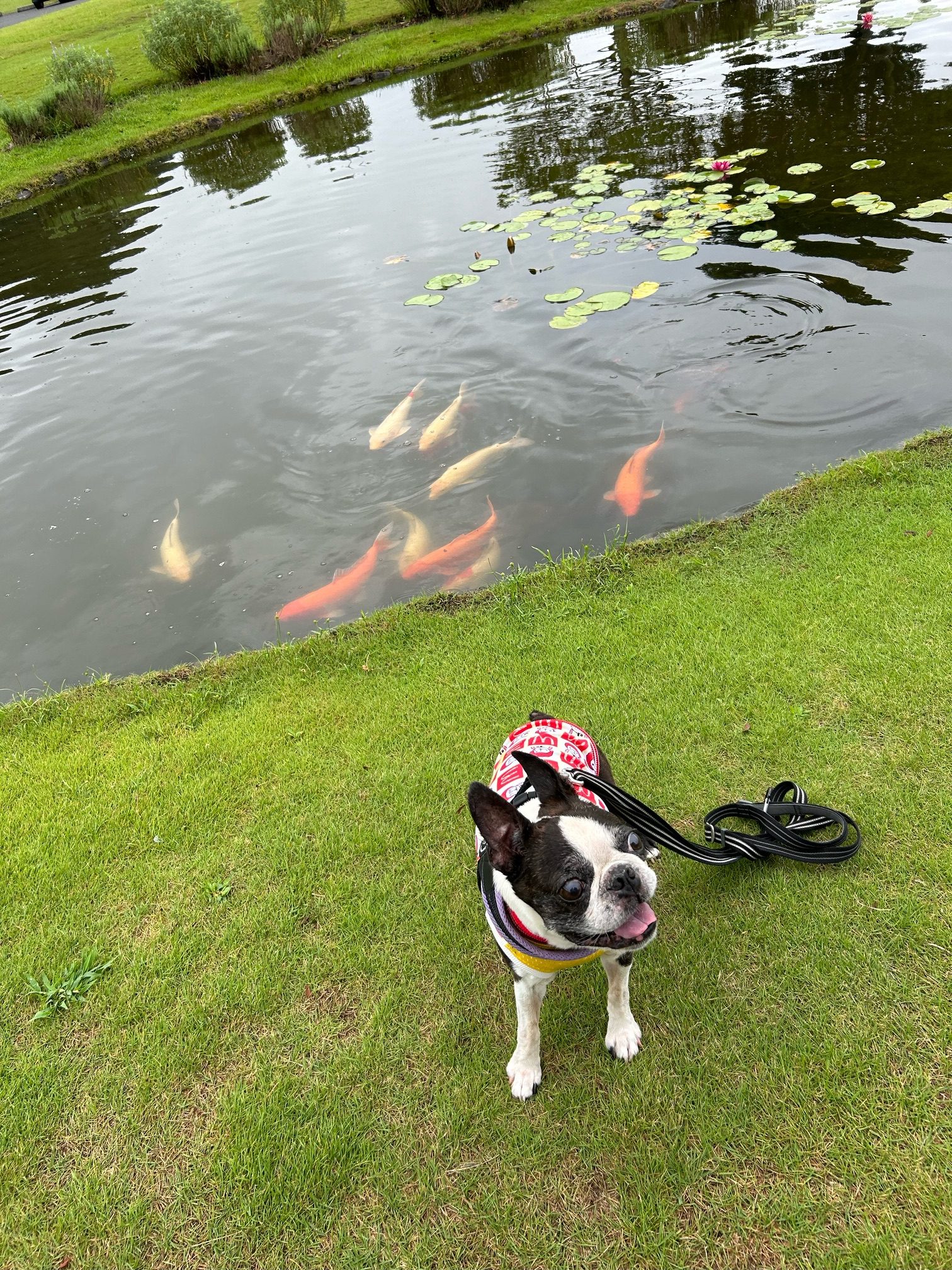 ロンくん♂ ロンくん♂