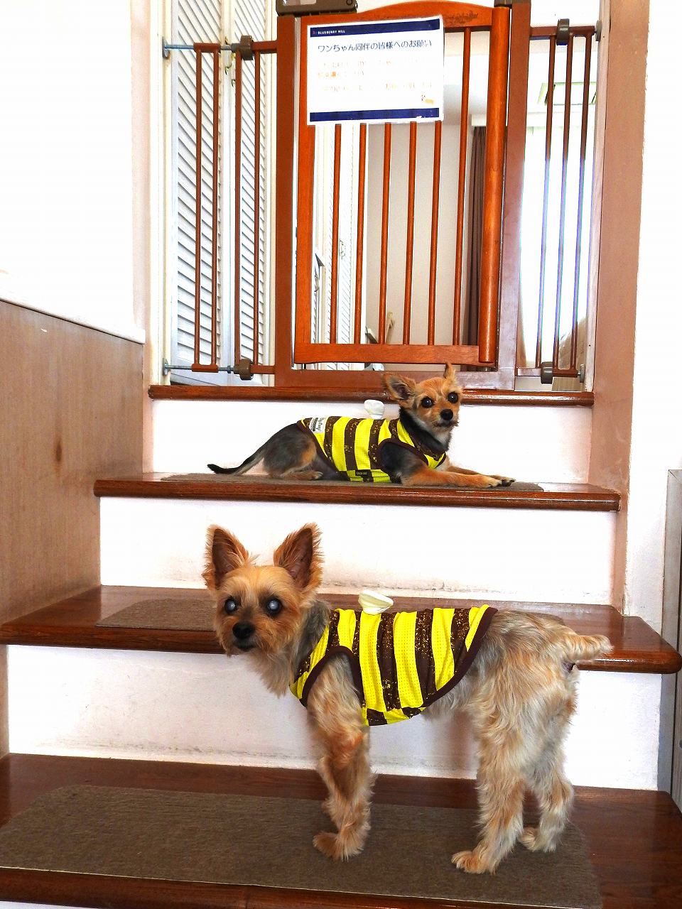 ココちゃん♀、ララちゃん♀