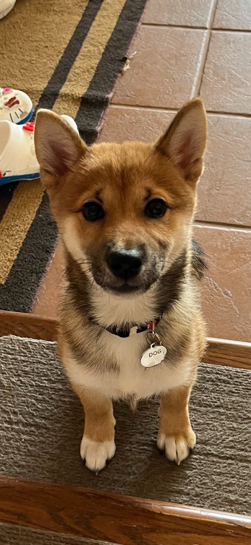 ドッグちゃん♀ ドッグちゃん♀